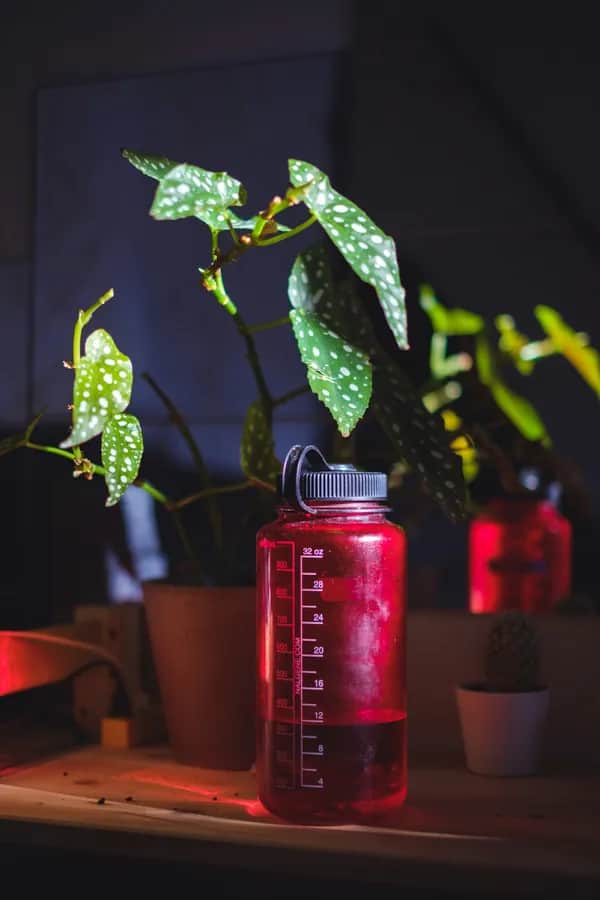 Forellenbegonie mit weiß gepunkteten Blättern auf einem Tisch neben roter Wasserflasche im warmen Licht – dekorative Zimmerpflanze für drinnen.