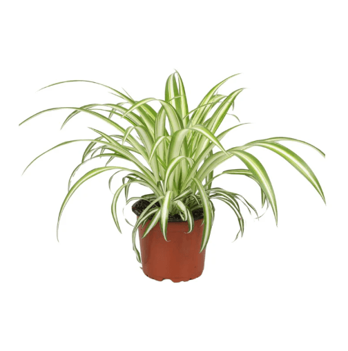 4 pflegeleichte Zimmerpflanzen wenig Licht: Efeutute hängend, Schwiegermutterzunge aufrecht, ZZ-Plant Glücksfeder kompakt, Grünlilie buschig sadplants.fun