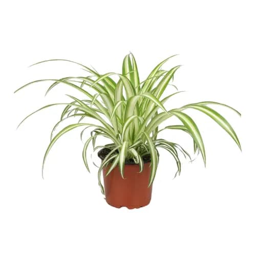 4 pflegeleichte Zimmerpflanzen wenig Licht: Efeutute hängend, Schwiegermutterzunge aufrecht, ZZ-Plant Glücksfeder kompakt, Grünlilie buschig sadplants.fun 2