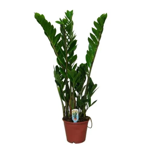 4 pflegeleichte Zimmerpflanzen wenig Licht: Efeutute hängend, Schwiegermutterzunge aufrecht, ZZ-Plant Glücksfeder kompakt, Grünlilie buschig sadplants.fun 4