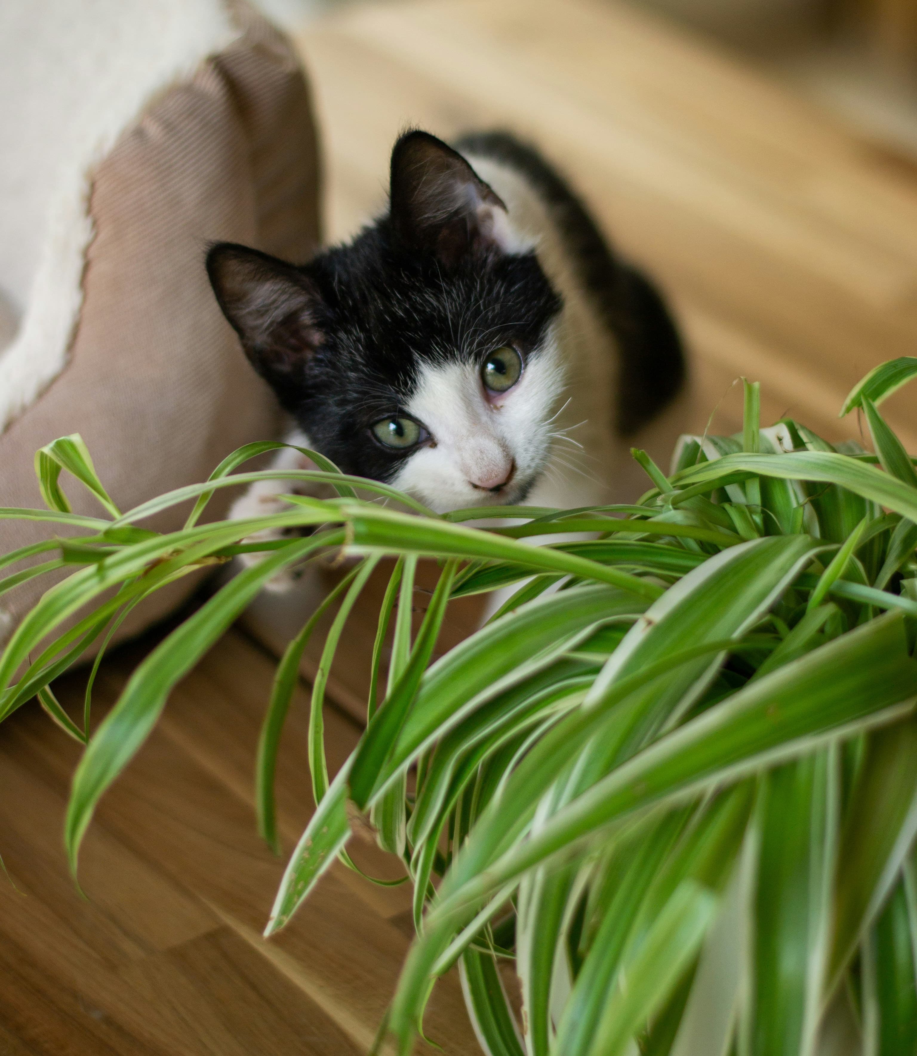 Katze schnüffelt sicher an Grünlilie – ungiftige Pflanzen für Katzen sadplants.fun