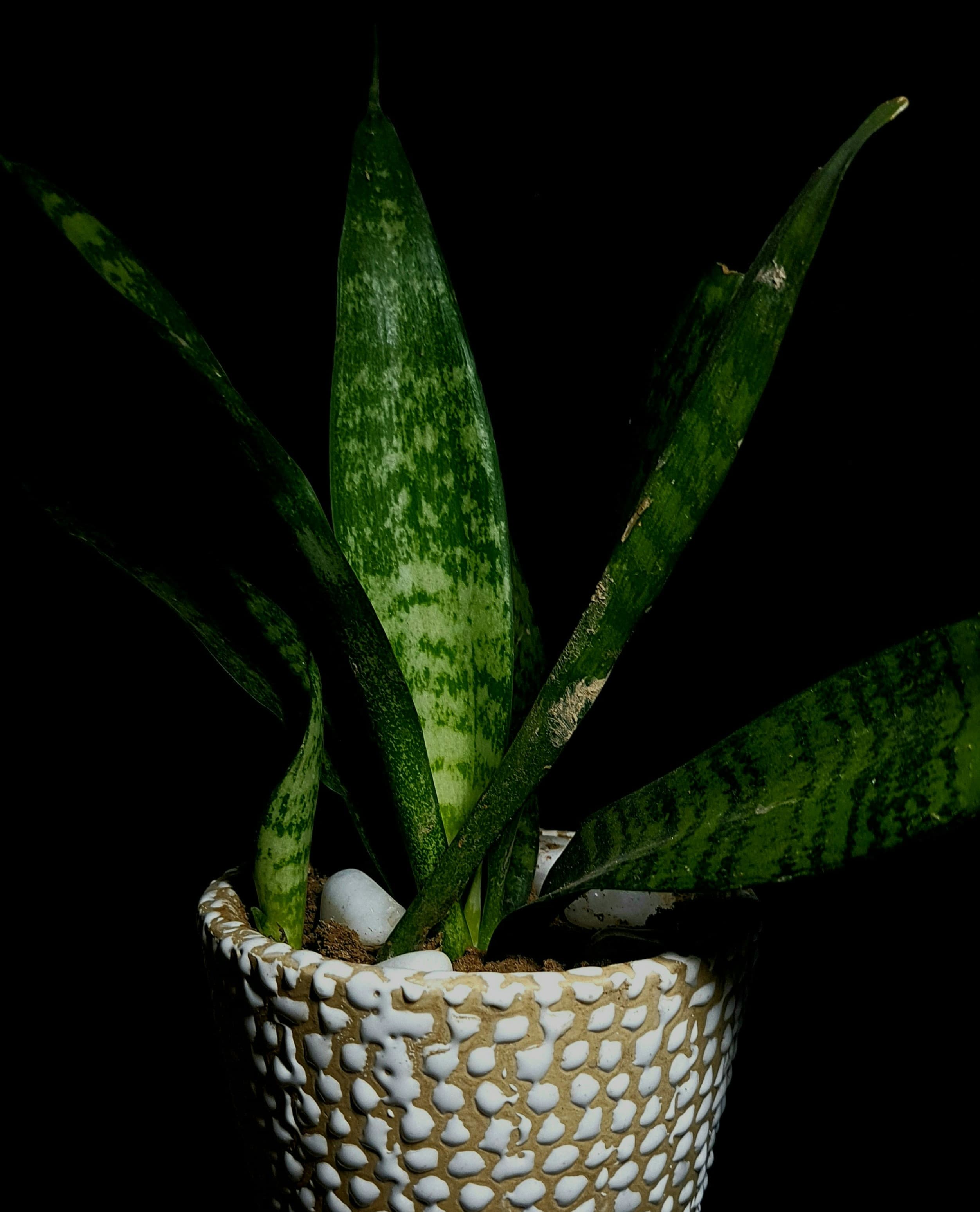 Schwiegermutterzunge Bogenhanf Sansevieria wenig Licht Berlin – gestreifte sukkulente Blätter in weißem Perlen-Topf schwarzer Hintergrund – Low-Light Champion sadplants.fun/de/products/schwiegermutterzunge-bogenhanf