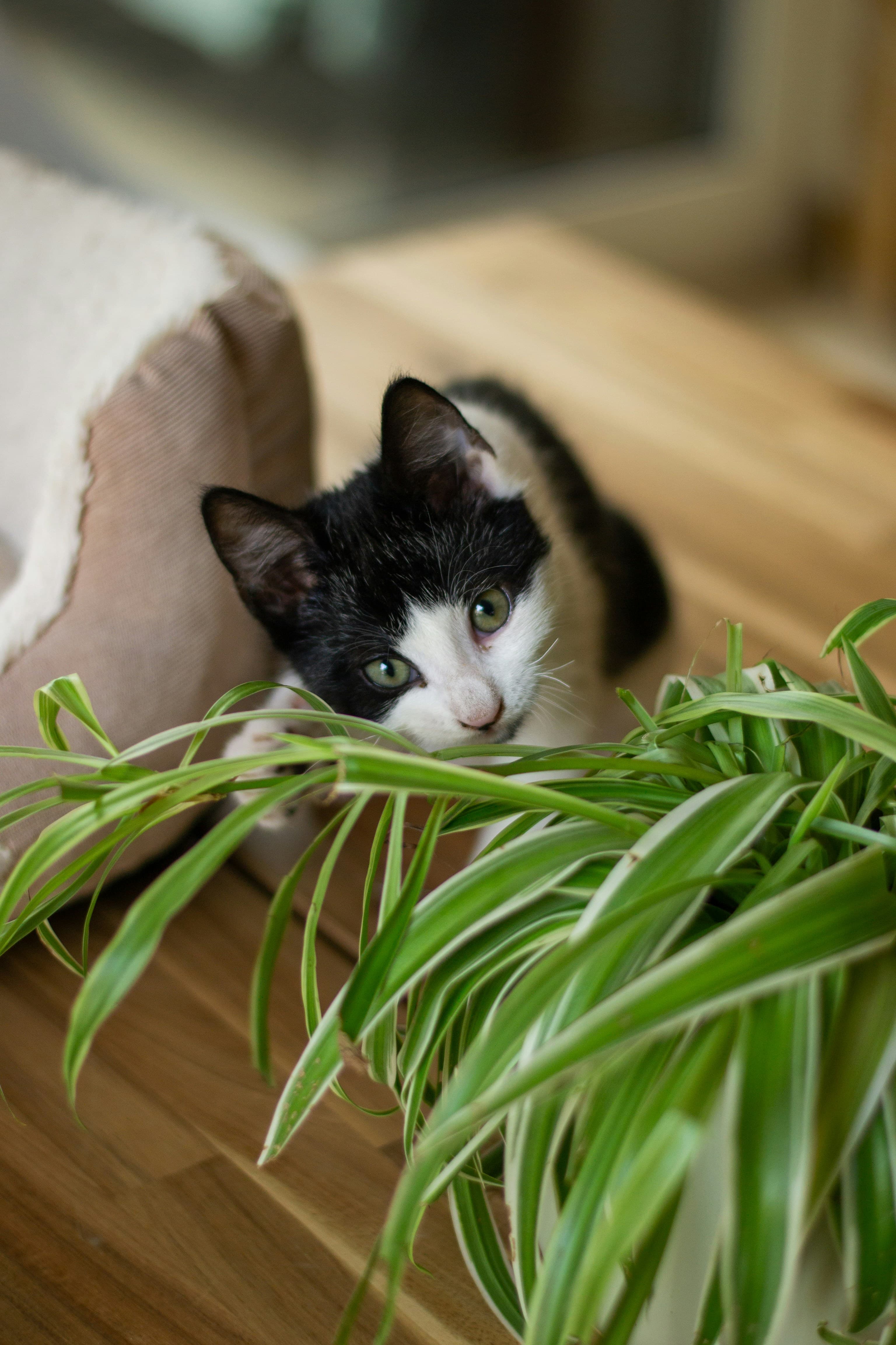 Grünlilie Chlorophytum ungiftig Katzen Berlin – schwarzer weißer Kater knabbert Blätter sicher, Holzfußboden, Pet-Safe Champion https://sadplants.fun/de/products/grunlilie