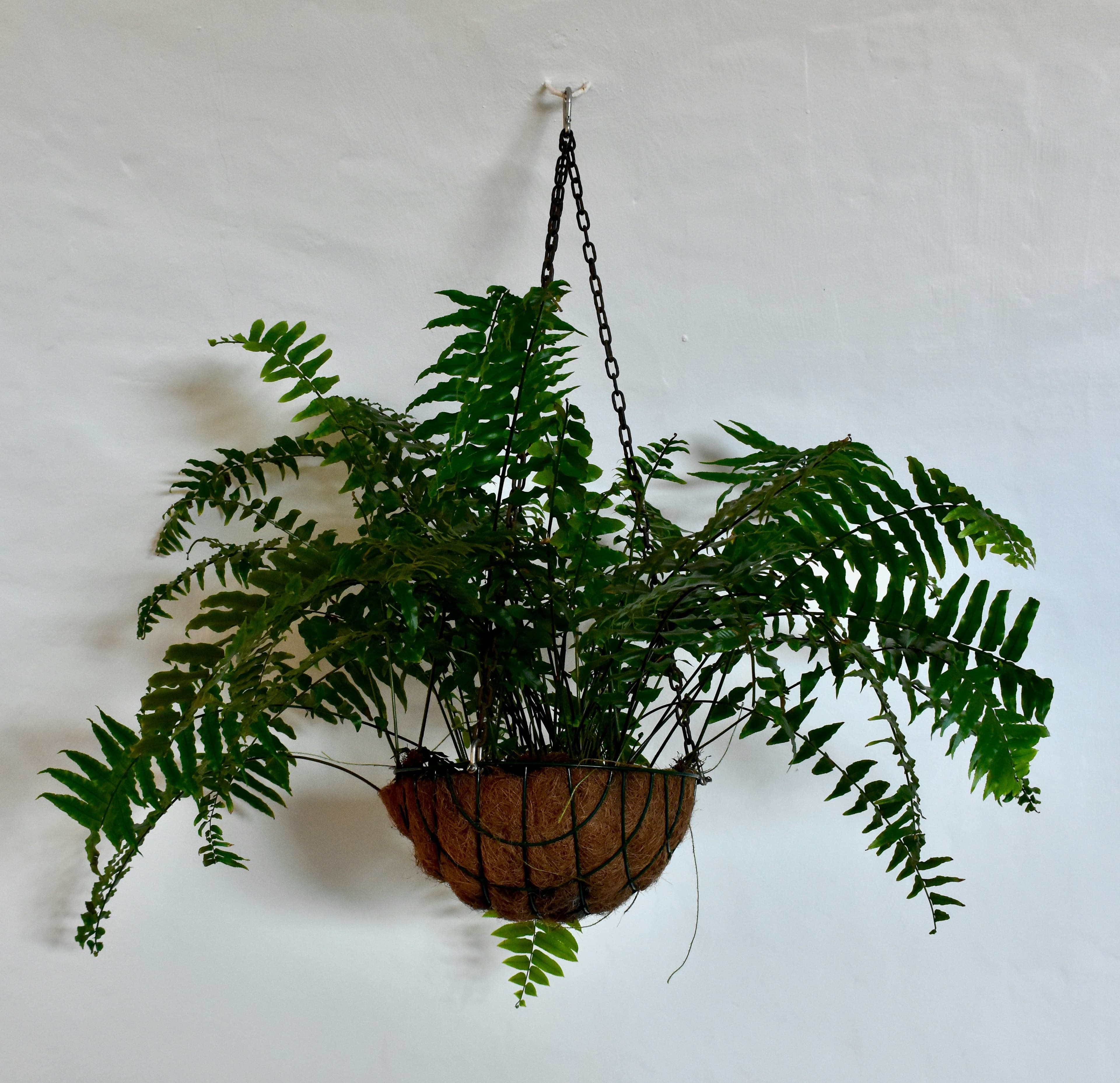 Schwertfarn (Nephrolepis exaltata) hängt in braunem Kokosflechtertopf an schwarzer Kette vor weißer Wand. Üppige, hellgrüne Farne ideal für Altbau-München.