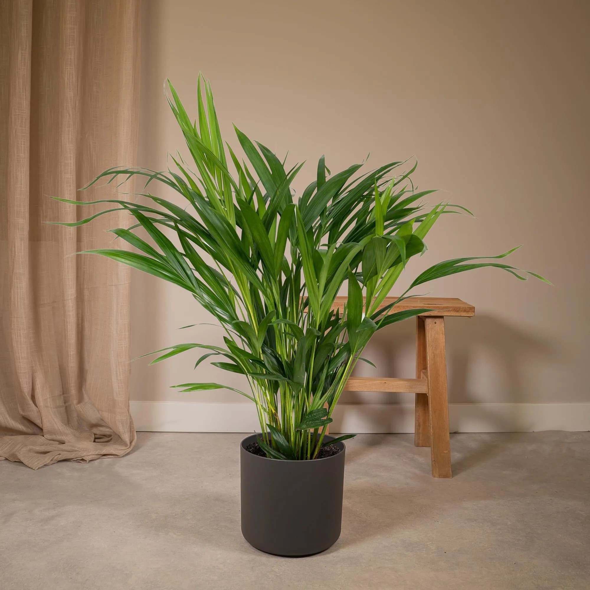 Goldfruchtpalme als Zimmerpflanze im grauen Blumentopf vor heller Wand – pflegeleichte Palme für Wohnzimmer