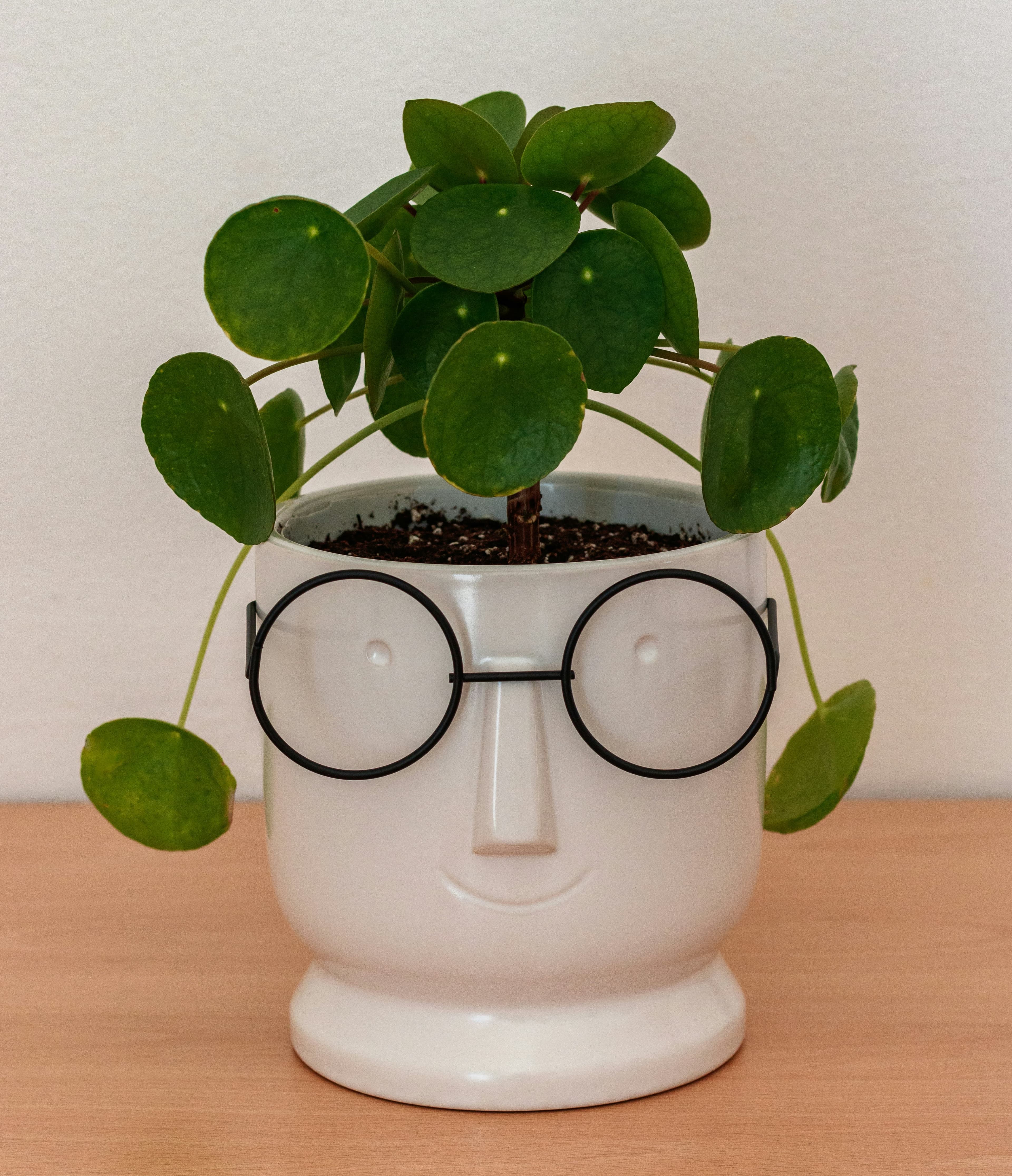 Chinesischer Geldbaum im weißen Blumentopf mit Gesicht und Brille auf einem Tisch – kompakte Zimmerpflanze für drinnen und wenig Licht.