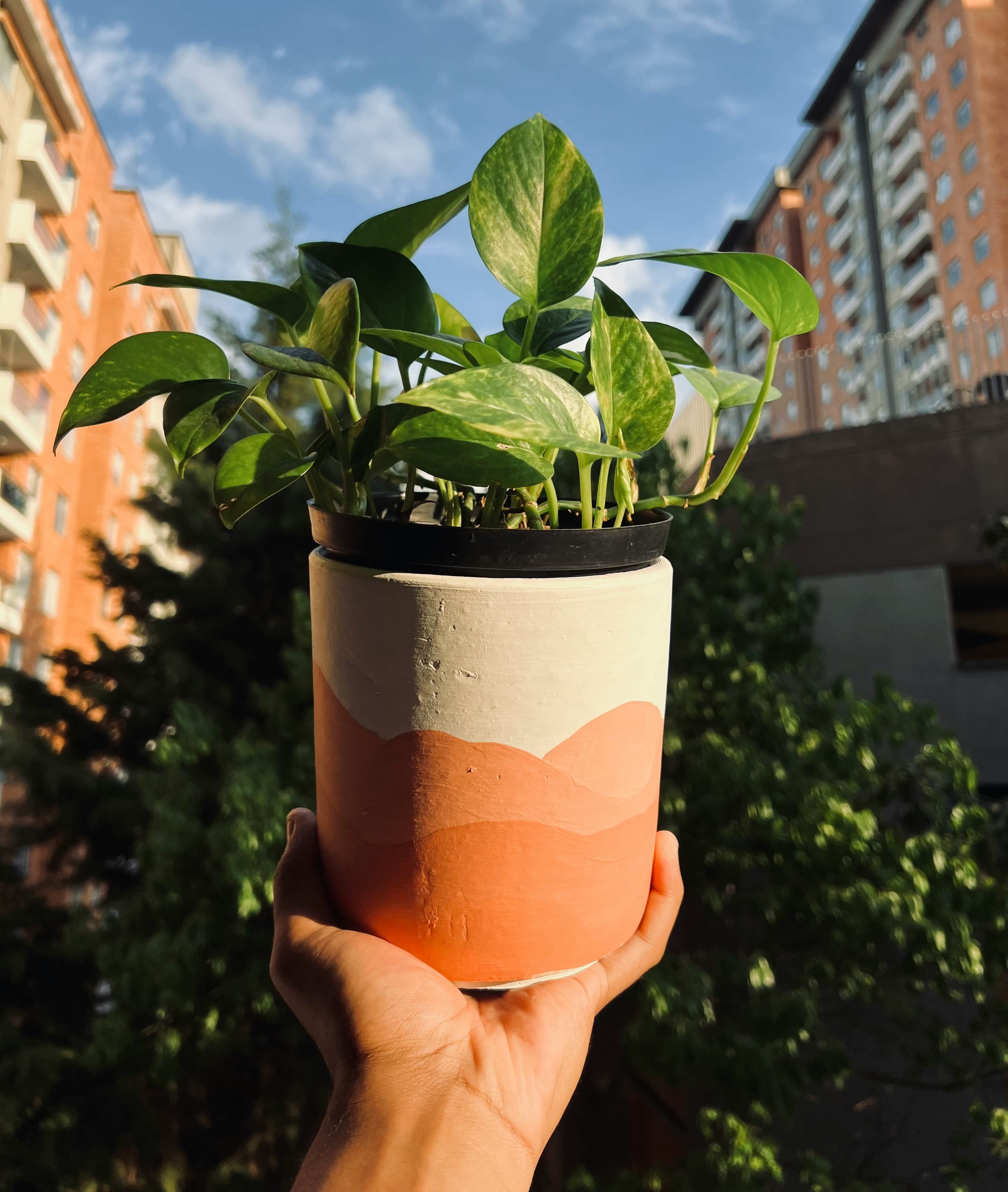 Efeutute im bemalten Blumentopf wird in einer Hand vor sonnigem, urbanem Hintergrund mit Wohngebäuden gehalten – dekorative Zimmerpflanze für moderne Wohnungen.