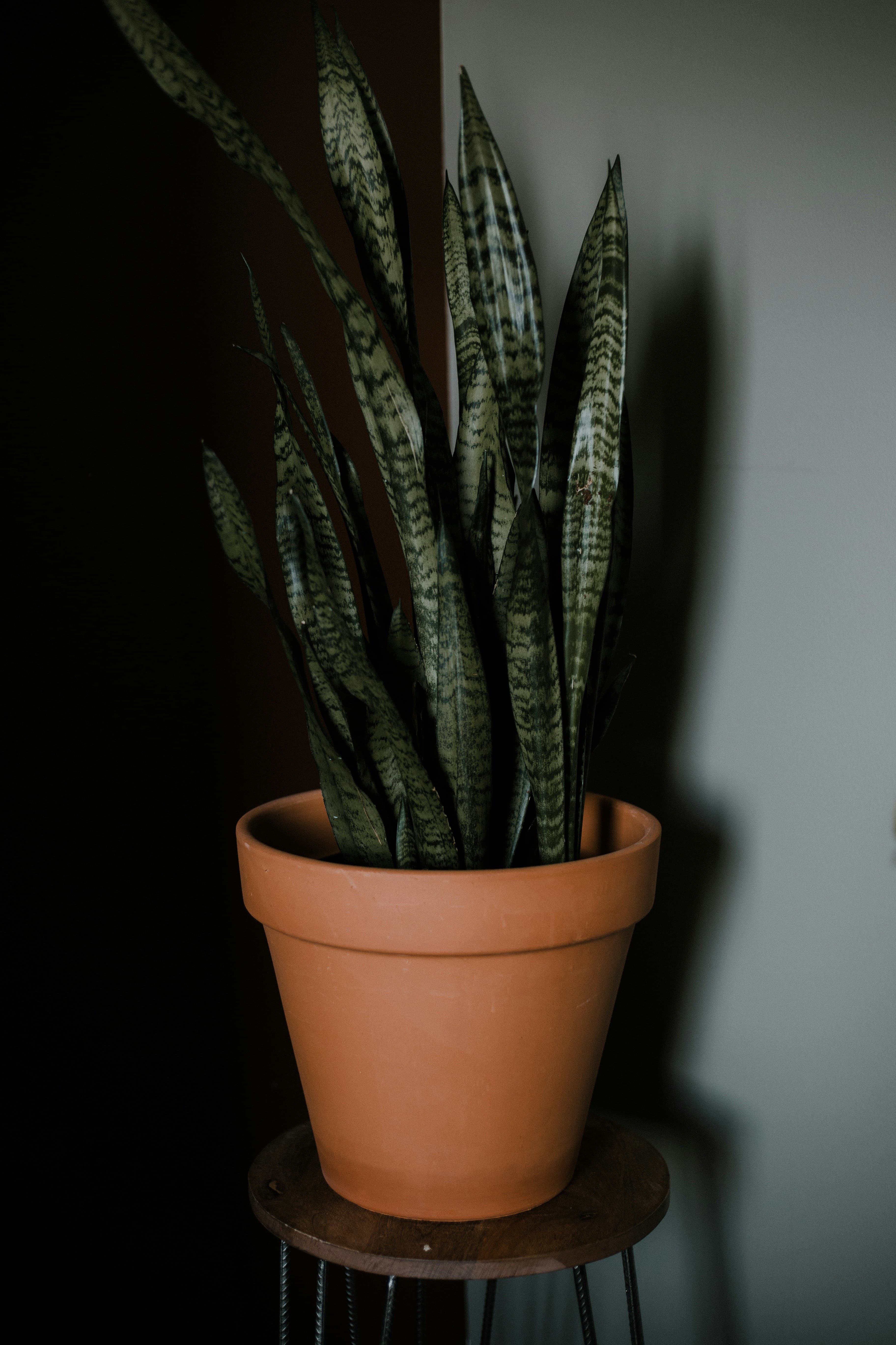 Schwiegermutterzunge (Sansevieria) im Topf in einer dunklen Zimmerecke – pflegeleichte Zimmerpflanze für wenig Licht, ideal für Wohnungen | sadplants.fun
