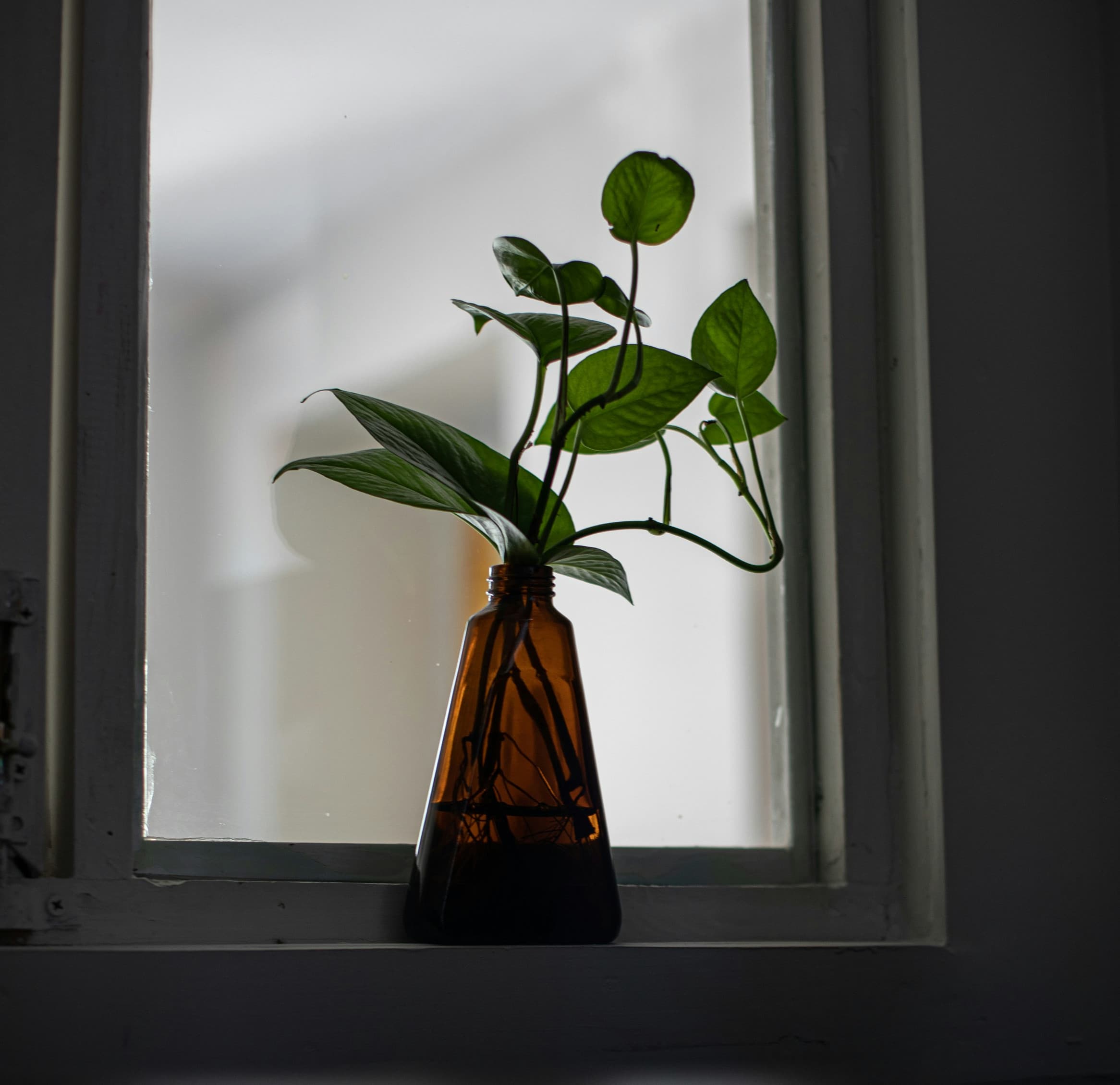 Grüne Zimmerpflanze im braunen Glasgefäß auf einer Fensterbank mit indirektem Licht – Efeutute für wenig Licht in einer Wohnung.