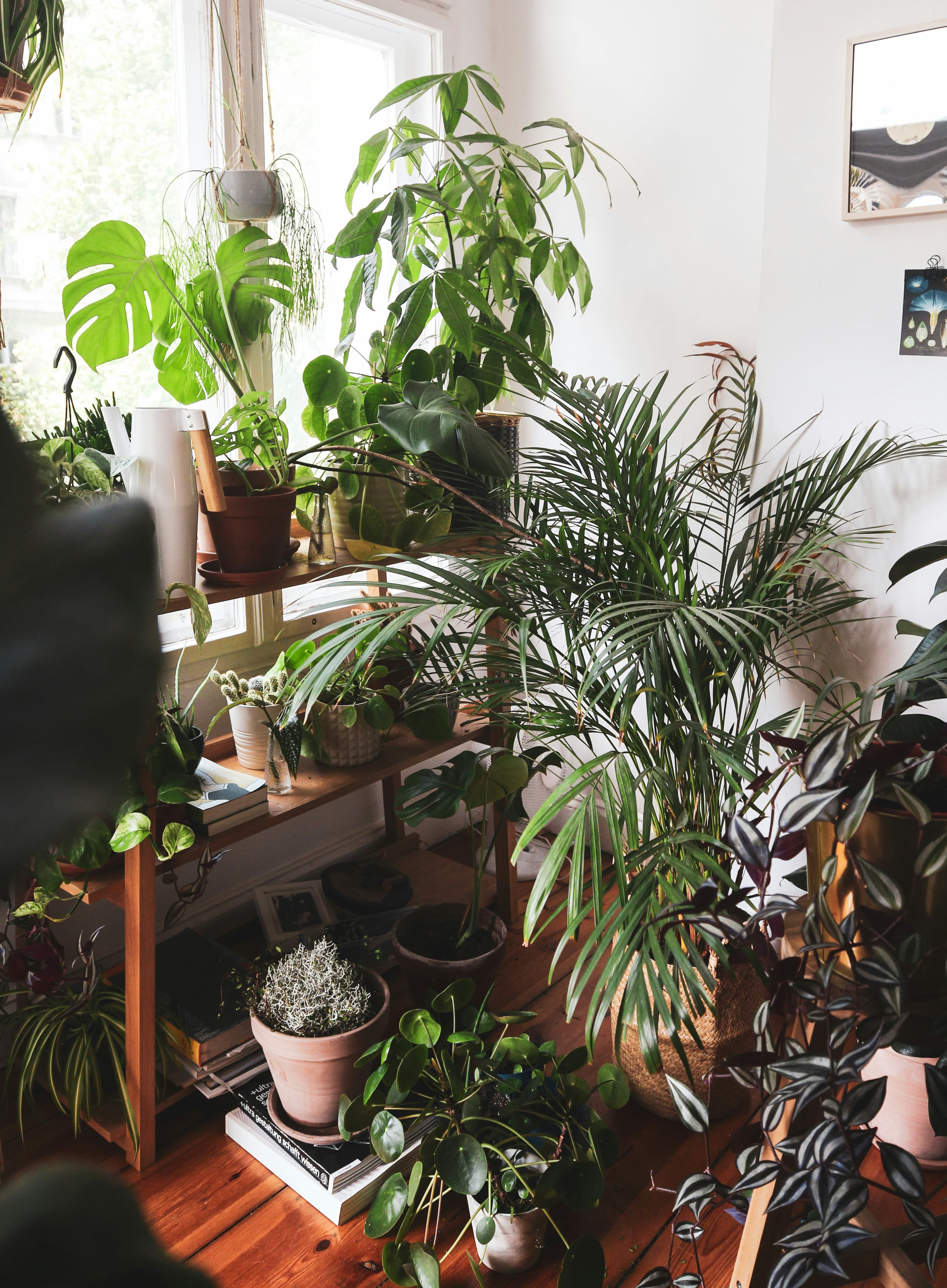 Wohnung mit vielen grünen Zimmerpflanzen auf Holzregal und Fensterbank – pflegeleichte Pflanzen für drinnen in moderner Wohnumgebung.