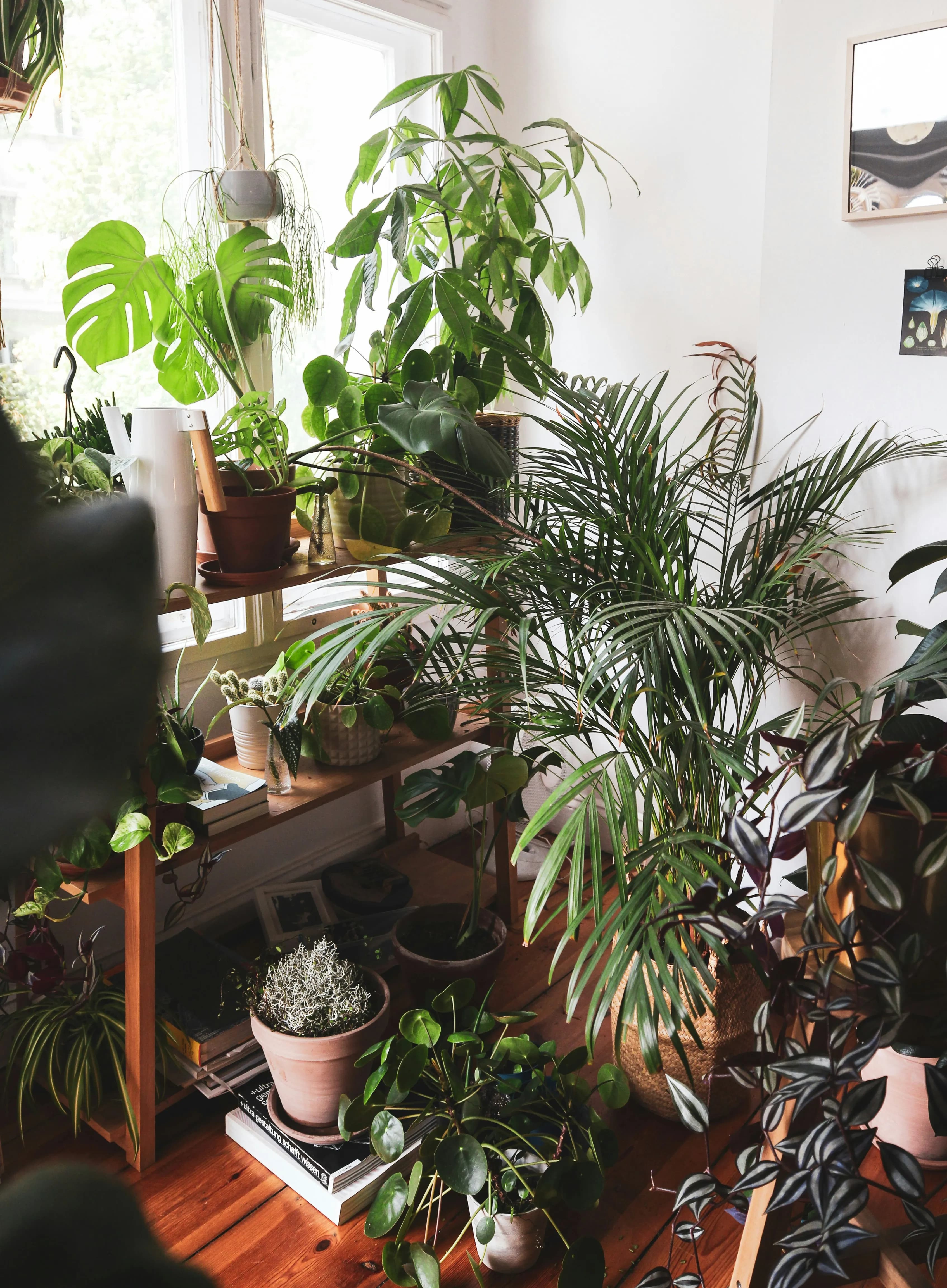 Wohnung mit vielen grünen Zimmerpflanzen auf Holzregal und Fensterbank – pflegeleichte Pflanzen für drinnen in moderner Wohnumgebung.