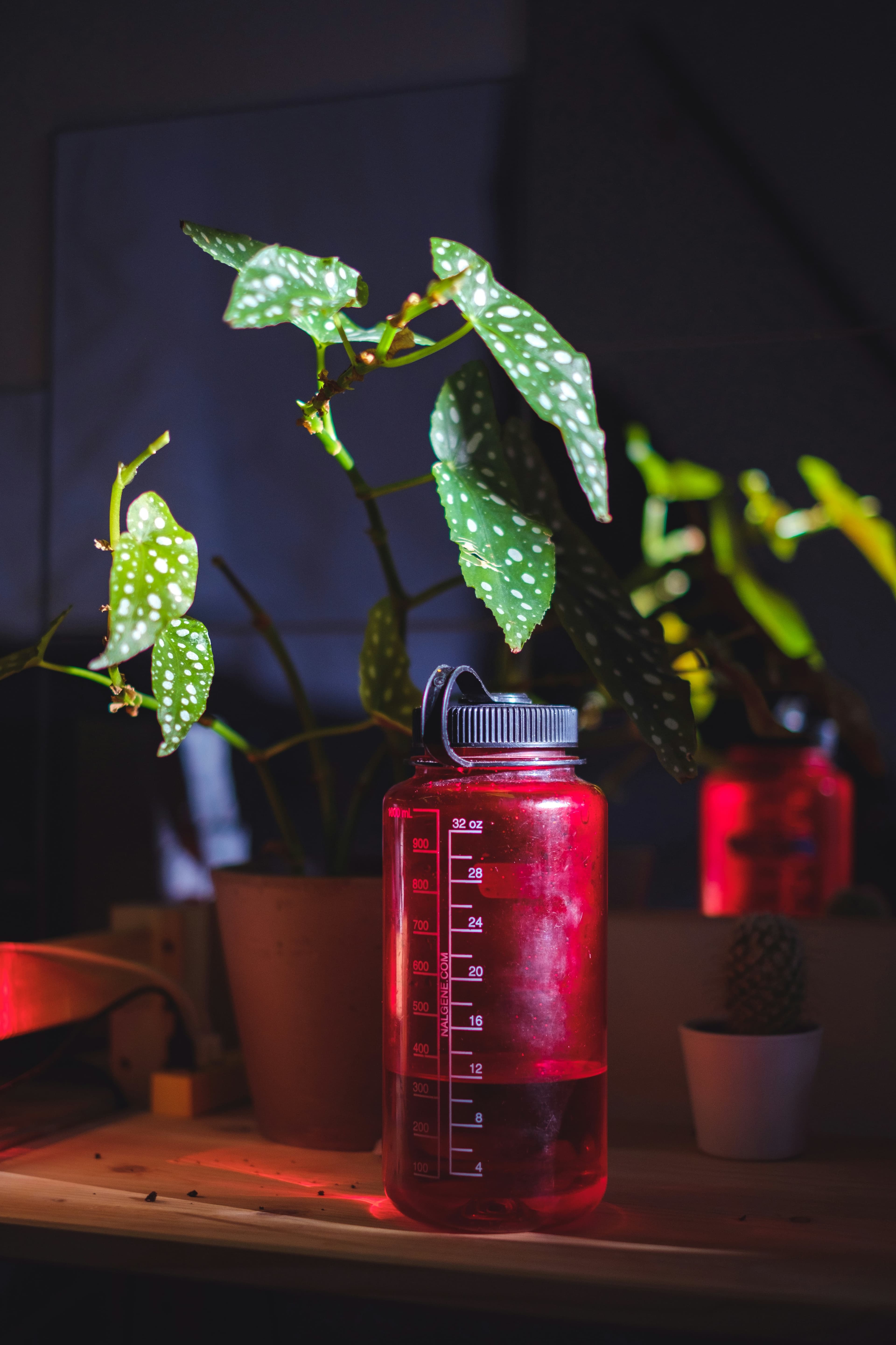 Forellenbegonie mit weiß gepunkteten Blättern auf einem Tisch neben roter Wasserflasche im warmen Licht – dekorative Zimmerpflanze für drinnen.