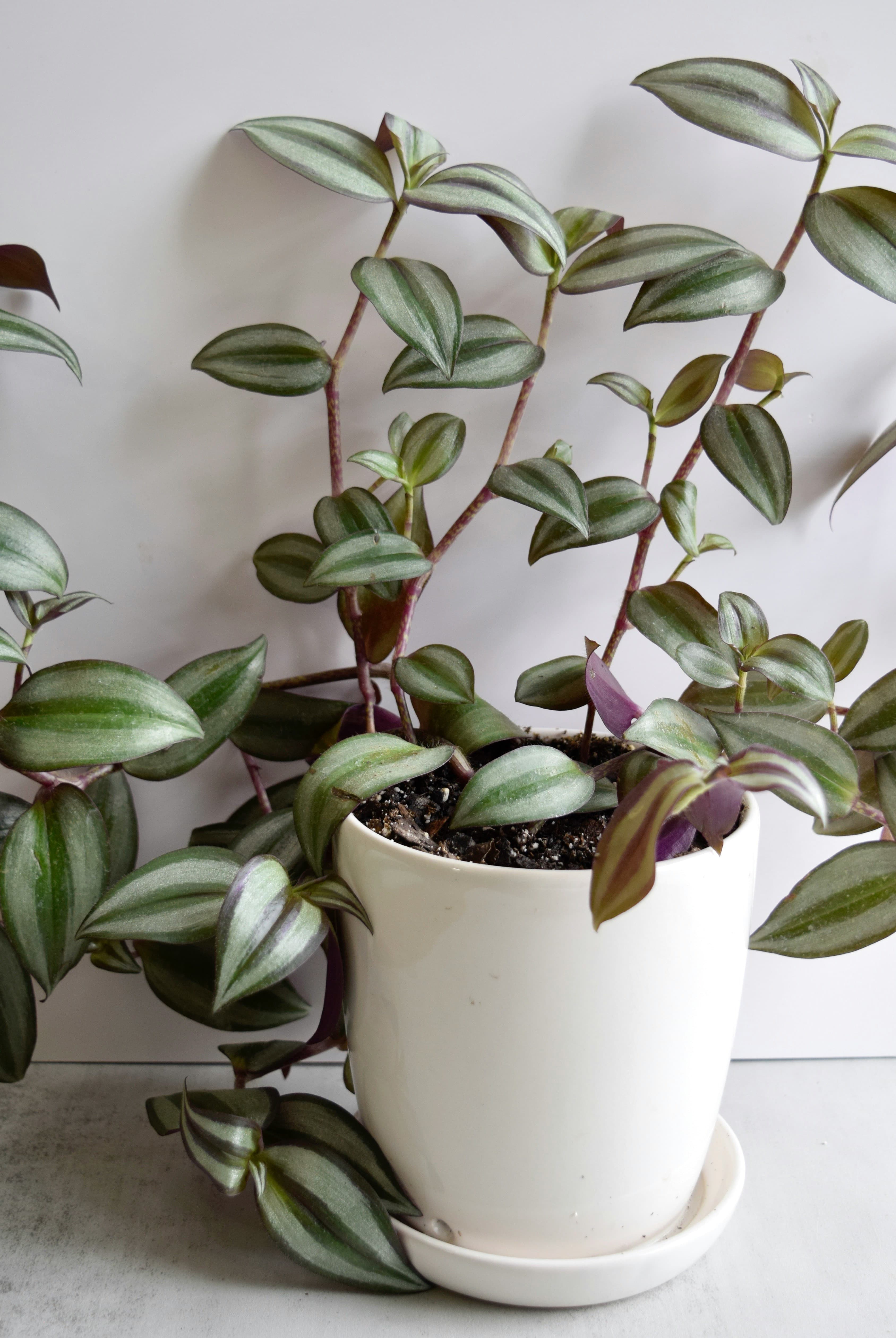 Zebrakraut im weißen Blumentopf mit grün-violett gestreiften Blättern – dekorative, hängende Zimmerpflanze für Regale und Fensterbänke.