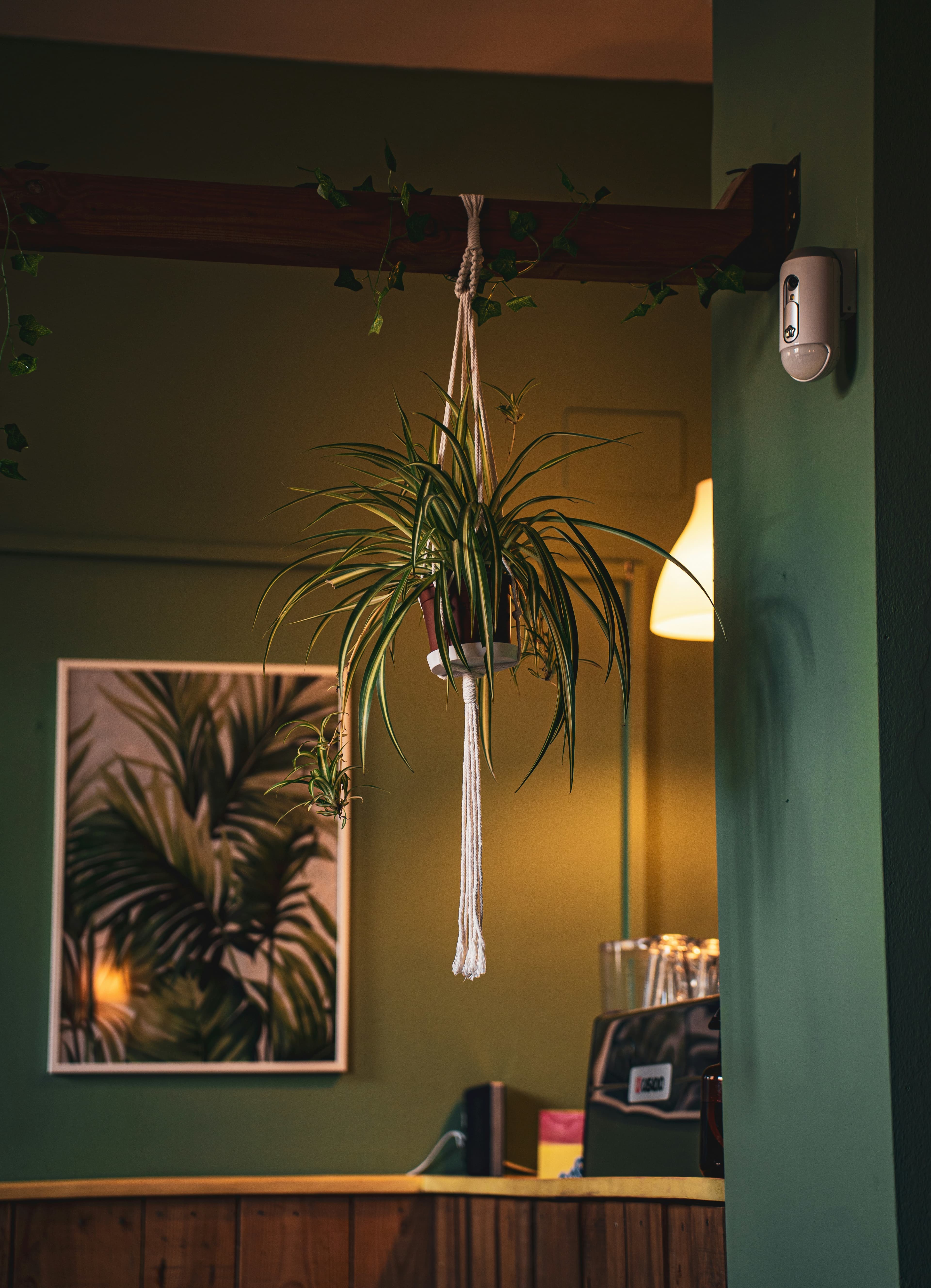 Hängende Grünlilie in Makramee-Ampel an Holzbalken, dekorative Zimmerpflanze für Wohnungen mit wenig Stellfläche, im warm beleuchteten Innenraum mit grüner Wand im Hintergrund