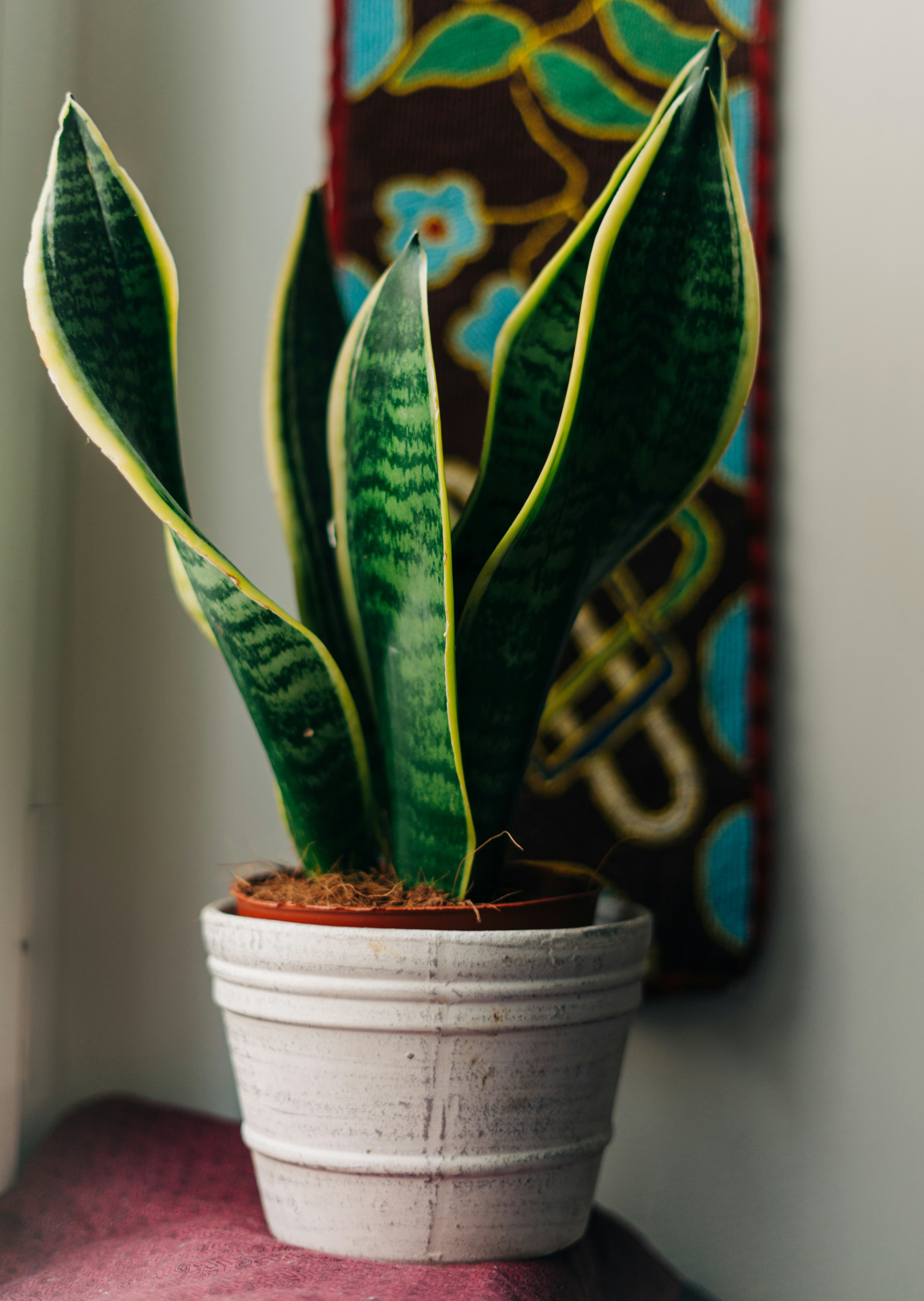 Schwiegermutterzunge (Sansevieria) in weißem Blumentopf auf Fensterbank, pflegeleichte Zimmerpflanze für wenig Licht mit aufrecht wachsenden, grün gemusterten Blättern