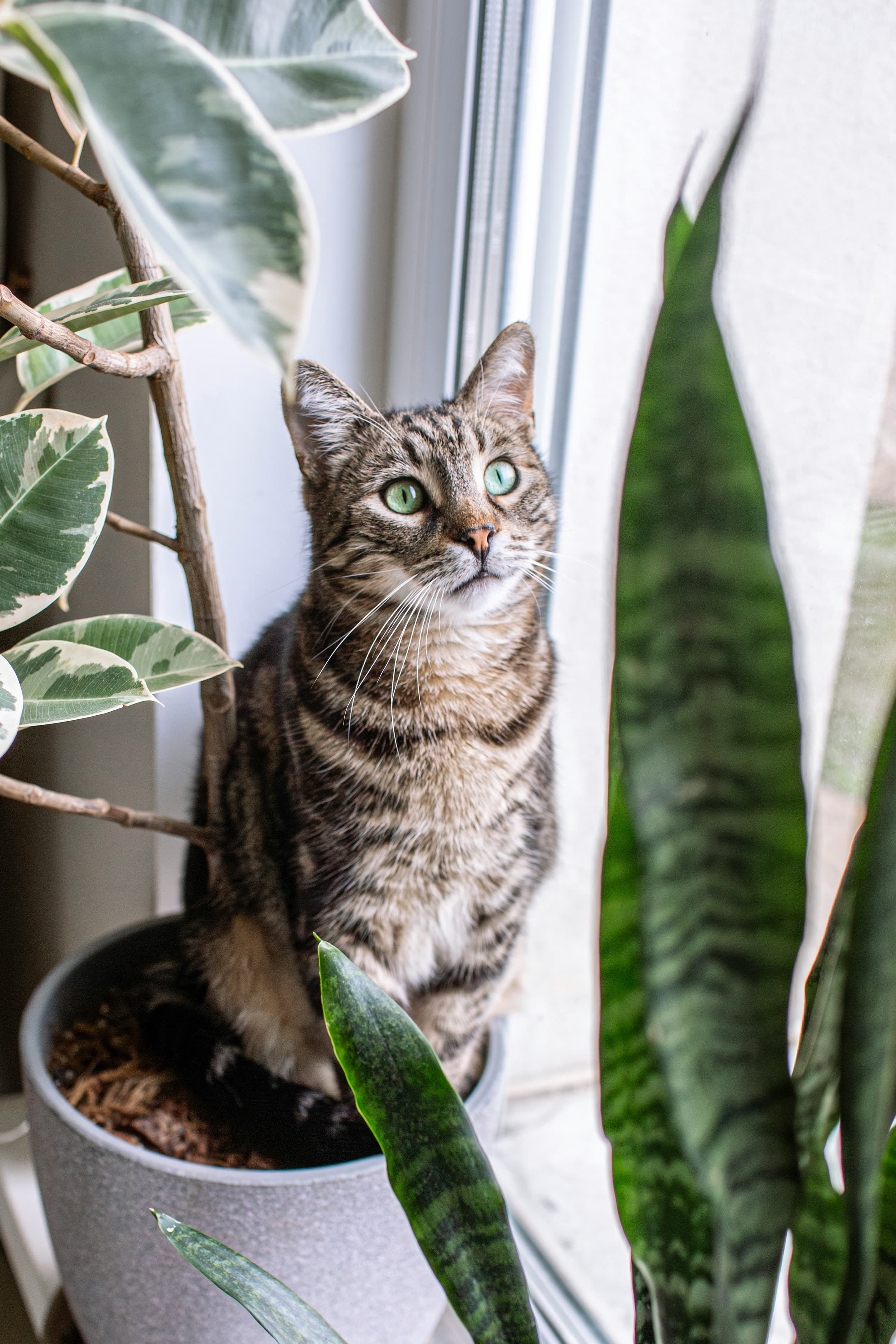Getigerte Katze mit grünen Augen sitzt in einem Blumentopf auf der Fensterbank zwischen Zimmerpflanzen wie Gummibaum und Schwiegermutterzunge und blickt nach draußen.