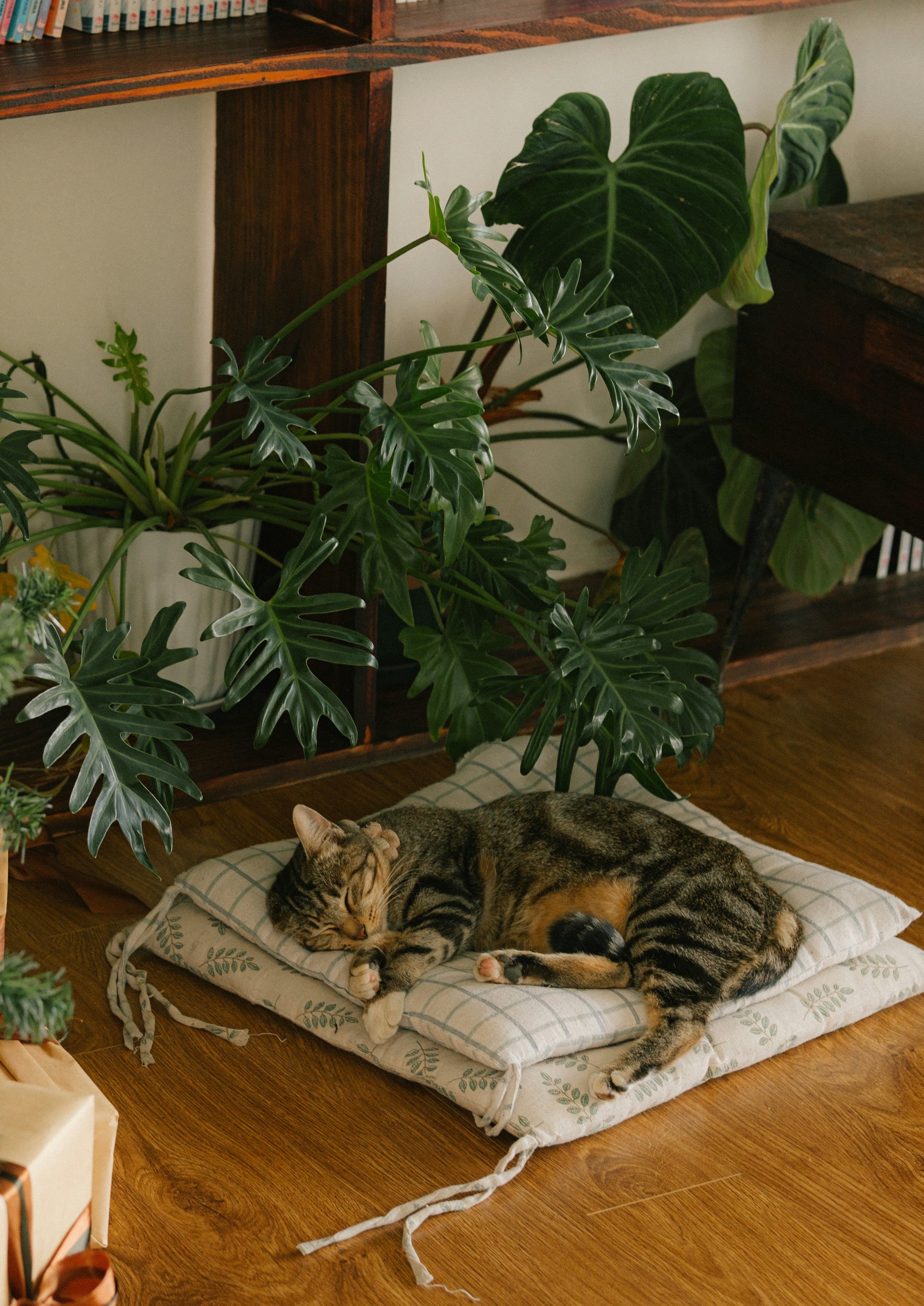 Getigerte Katze schläft auf einem Kissen unter einer großen Zimmerpflanze mit tief eingeschnittenen, dunkelgrünen Blättern neben einem Holzregal in einer gemütlichen Wohnung.