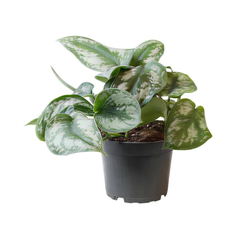 Philodendron Scandens Pictus Trebie im Topf – pflegeleichte Zimmerpflanze mit silbernen Blättern
