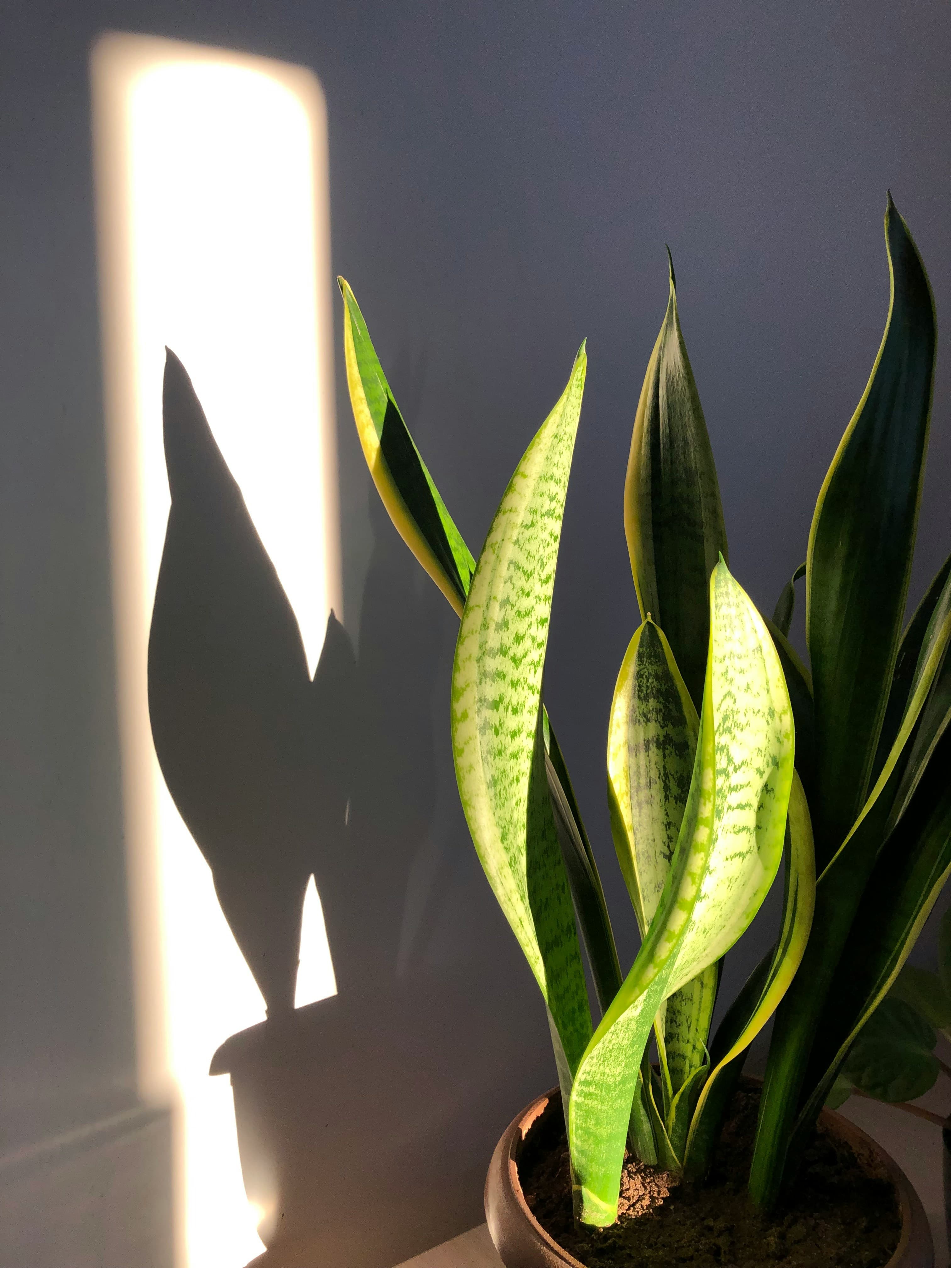 Sansevieria Zimmerpflanze im Topf – robuste Pflanze für Wohnungen
