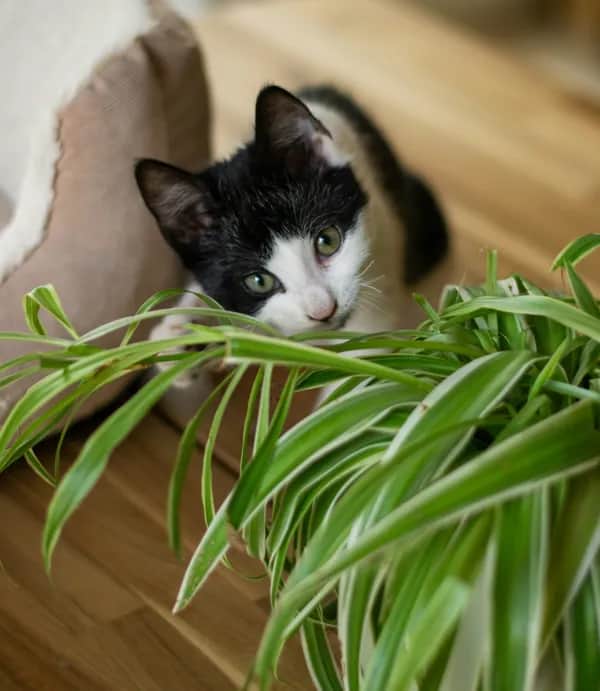 Katze schnüffelt sicher an Grünlilie – ungiftige Pflanzen für Katzen sadplants.fun