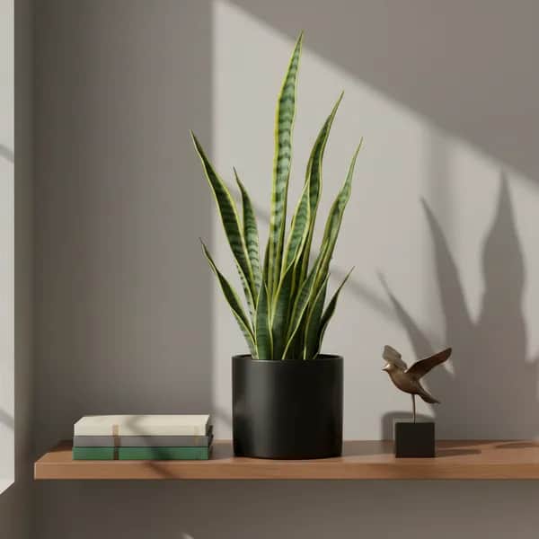 Sansevieria (Schwiegermutterzunge) in schwarzem Topf auf Holzregal mit Büchern und bronzefarbener Vogelstatue, perfektes Low-Light-Setup für Badezimmer.