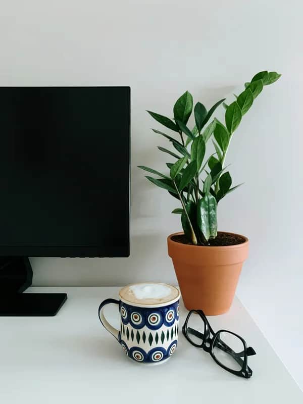 ZZ Pflanze Zamioculcas (Glücksfeder) wenig Licht Berlin Schreibtisch Büro – glänzende Blätter neben Monitor, Kaffeetasse, Brille in Terrakotta-Topf – Low-Light Champion sadplants.fun