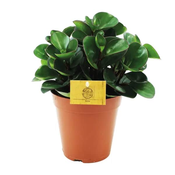 Zwergpfeffer (Peperomia Burning Bush) in Topf – pflegeleichte, ungiftige Zimmerpflanze für wenig Licht, katzensicher, ideal für Wohnzimmer oder Badezimmer | sadplants.fun