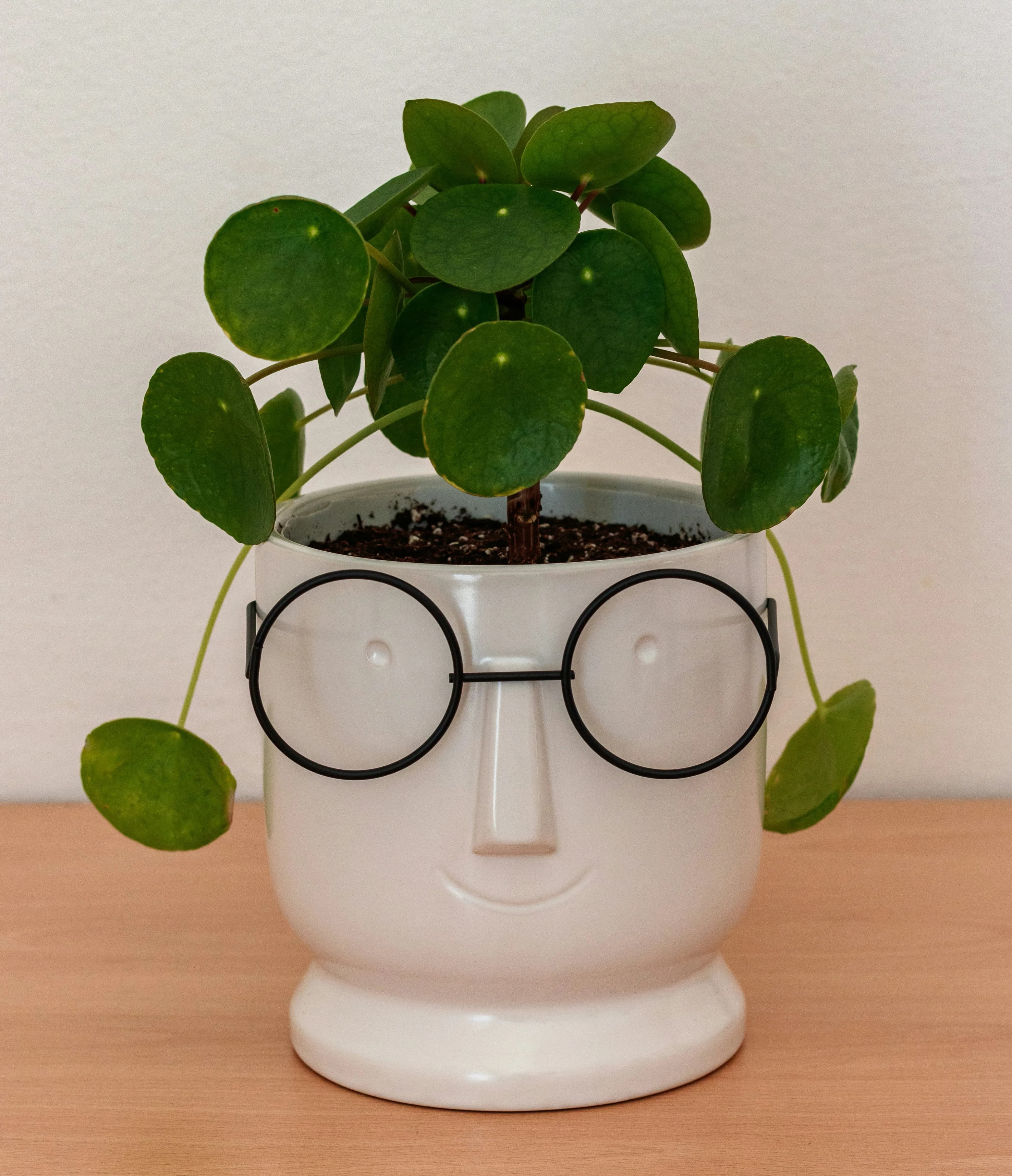 Chinesischer Geldbaum im weißen Blumentopf mit Gesicht und Brille auf einem Tisch – kompakte Zimmerpflanze für drinnen und wenig Licht.