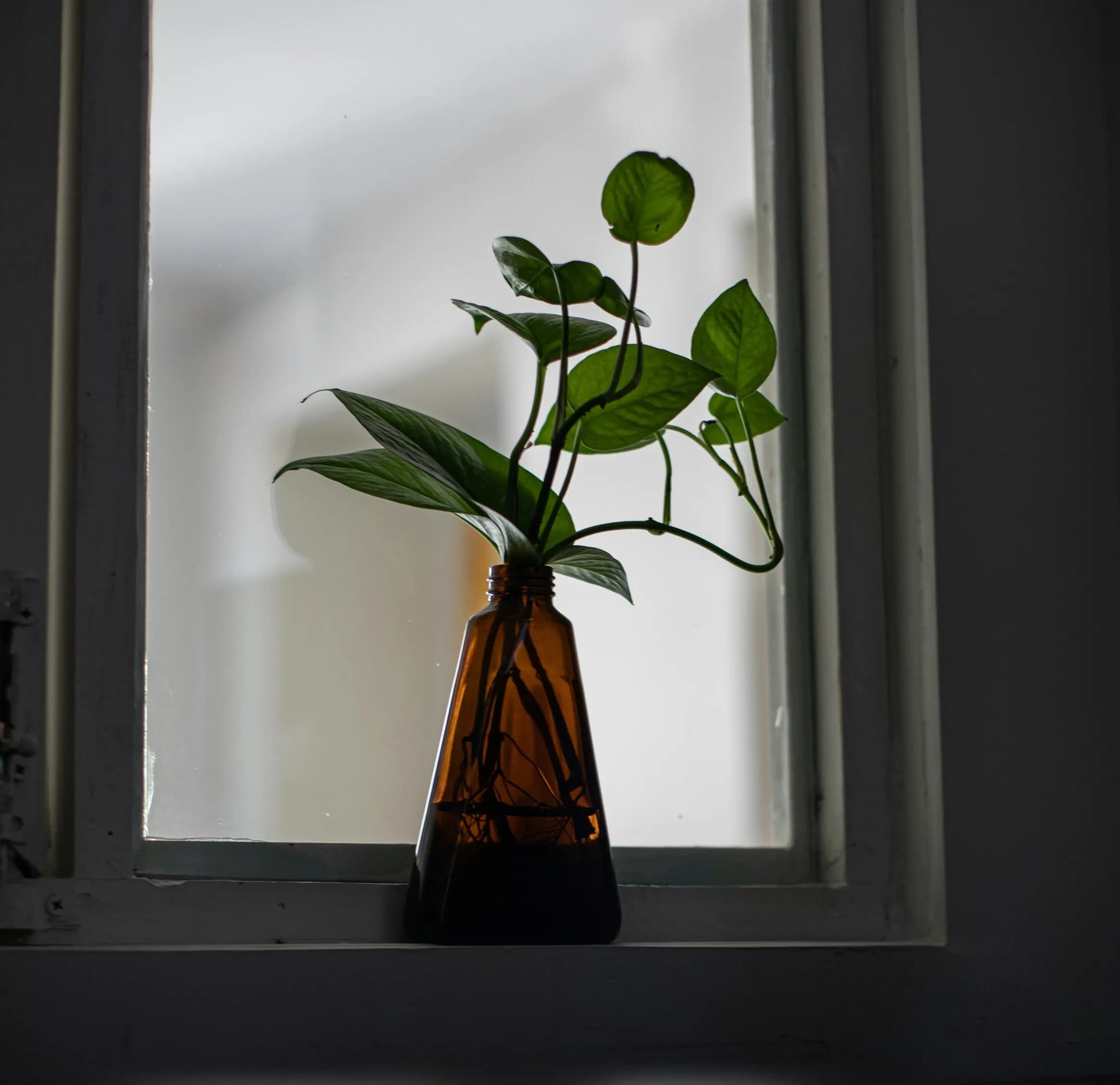 Grüne Zimmerpflanze im braunen Glasgefäß auf einer Fensterbank mit indirektem Licht – Efeutute für wenig Licht in einer Wohnung.