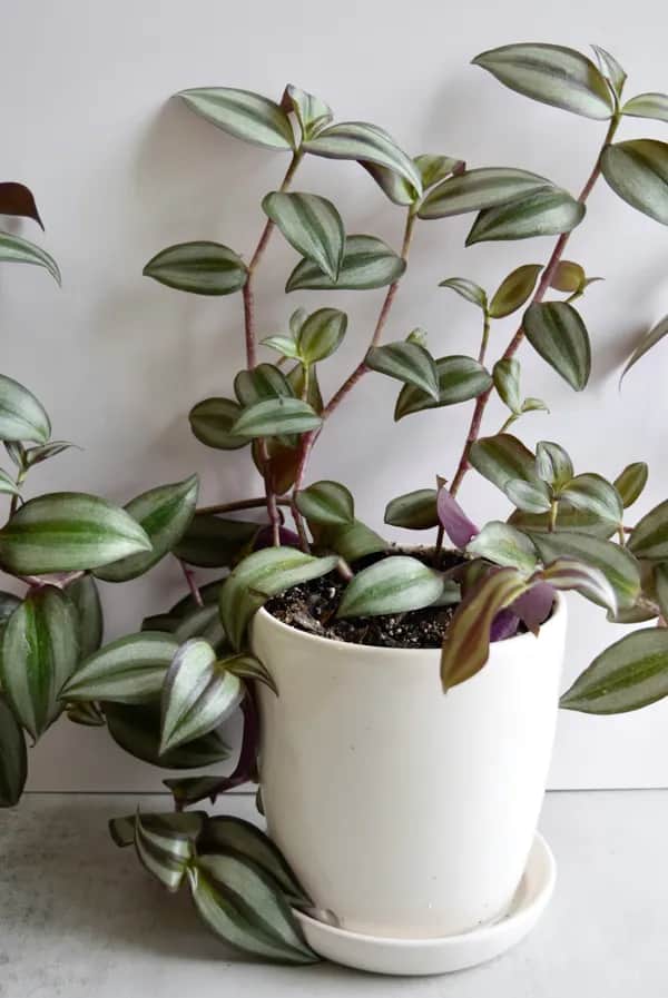 Zebrakraut im weißen Blumentopf mit grün-violett gestreiften Blättern – dekorative, hängende Zimmerpflanze für Regale und Fensterbänke.