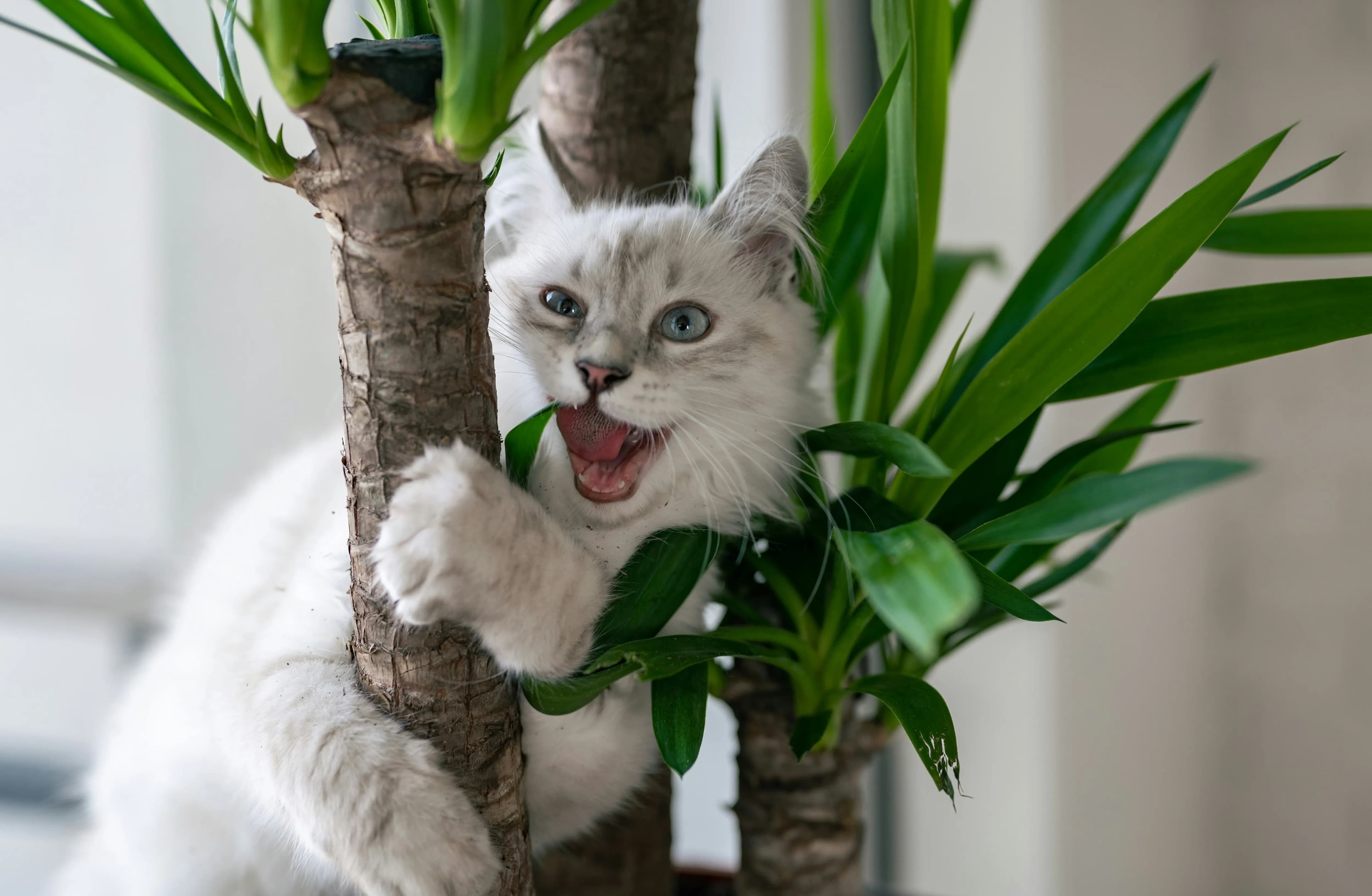 Graue Katze mit blauen Augen klettert an einer Zimmerpflanze mit kräftigen grünen Blättern hoch und hält sich mit den Pfoten am Stamm fest, während sie spielerisch hineinbeißt.