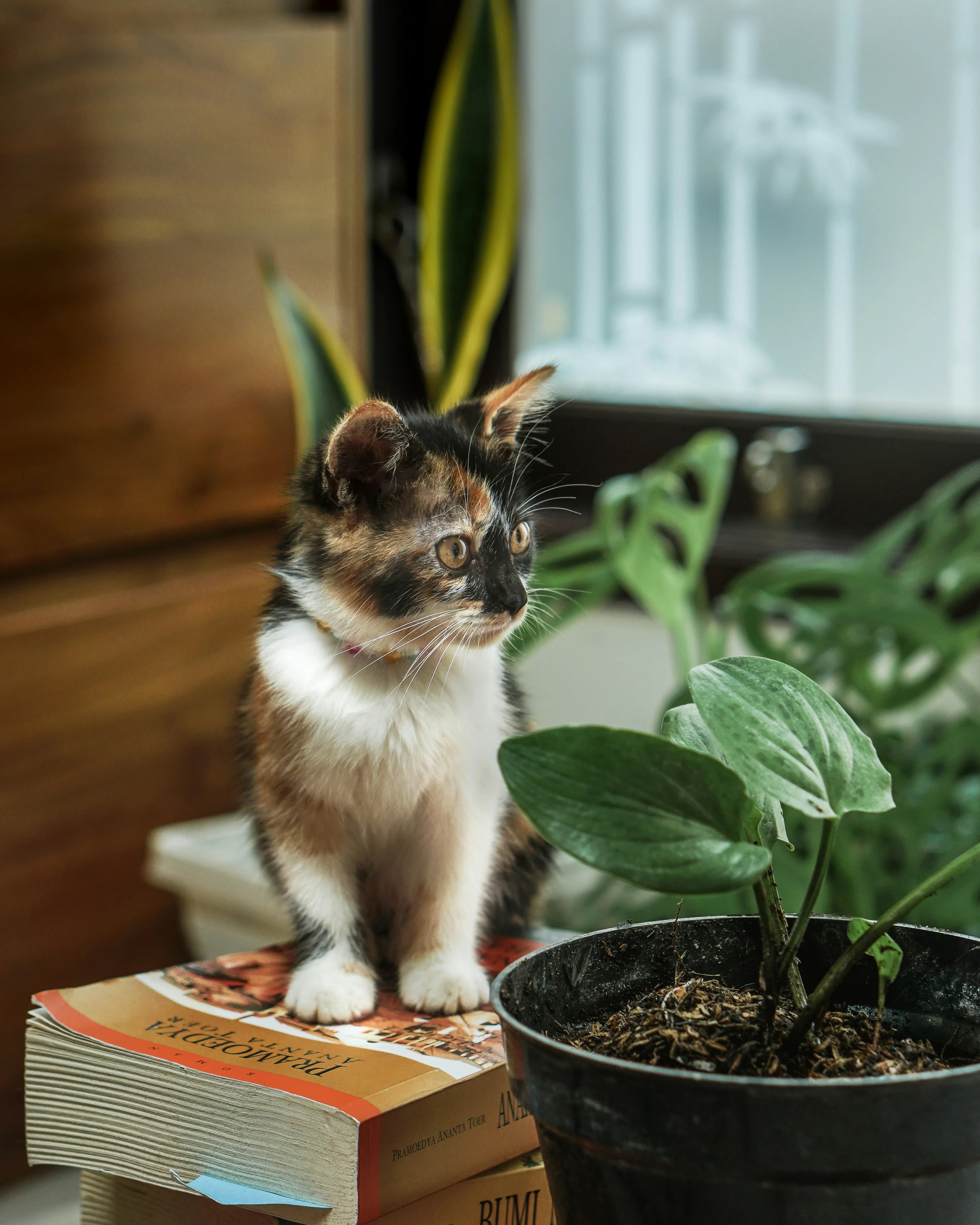 Kleine dreifarbige Katze sitzt auf einem Stapel Bücher neben einer Zimmerpflanze im schwarzen Topf, im Hintergrund weitere Grünpflanzen auf einer Fensterbank.