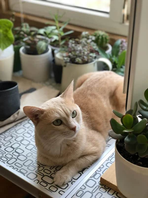 Beige Katze liegt entspannt auf einer Fensterbank zwischen mehreren Zimmerpflanzen, darunter Sukkulenten und kleine Topfpflanzen, und blickt aufmerksam in die Kamera.