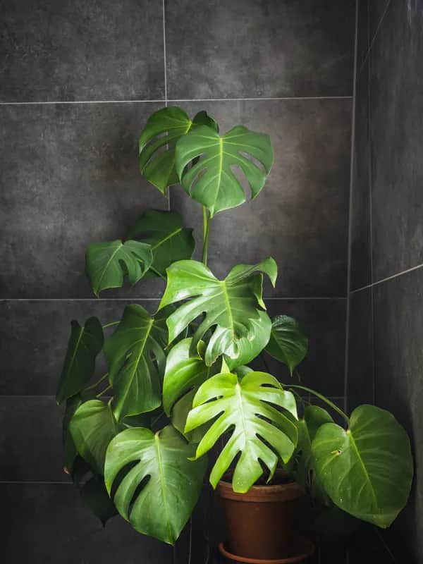 Die besten Badezimmer Pflanzen ohne Licht