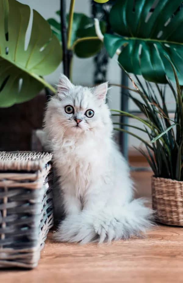 Weiße Katze zwischen Zimmerpflanzen – katzenfreundliche Pflanzen für Wohnungen
