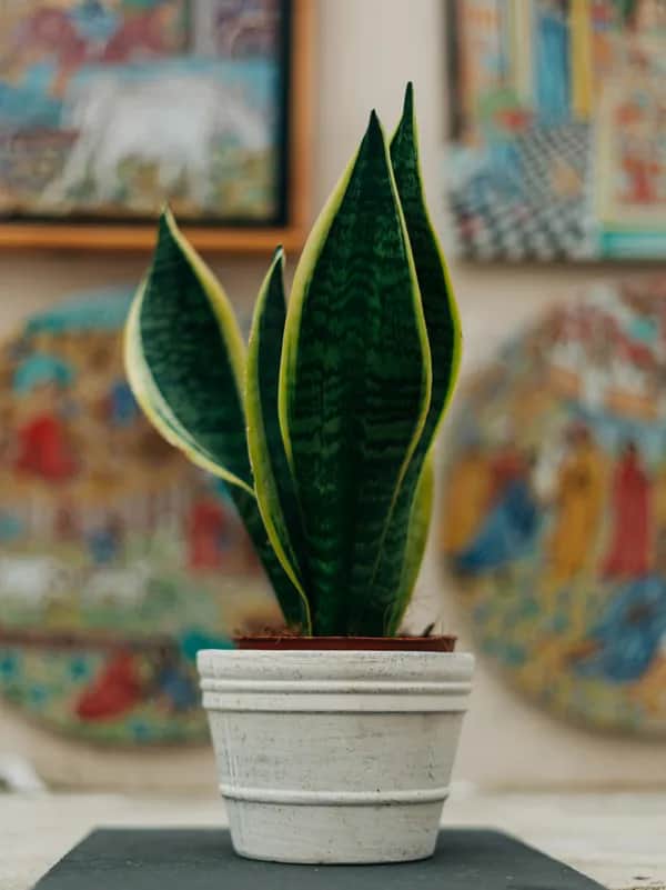 Sansevieria im Topf als pflegeleichte Zimmerpflanze