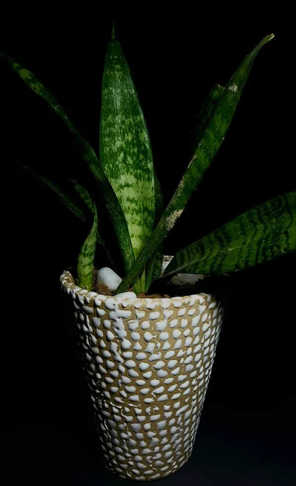 Sansevieria im Topf als pflegeleichte Zimmerpflanze