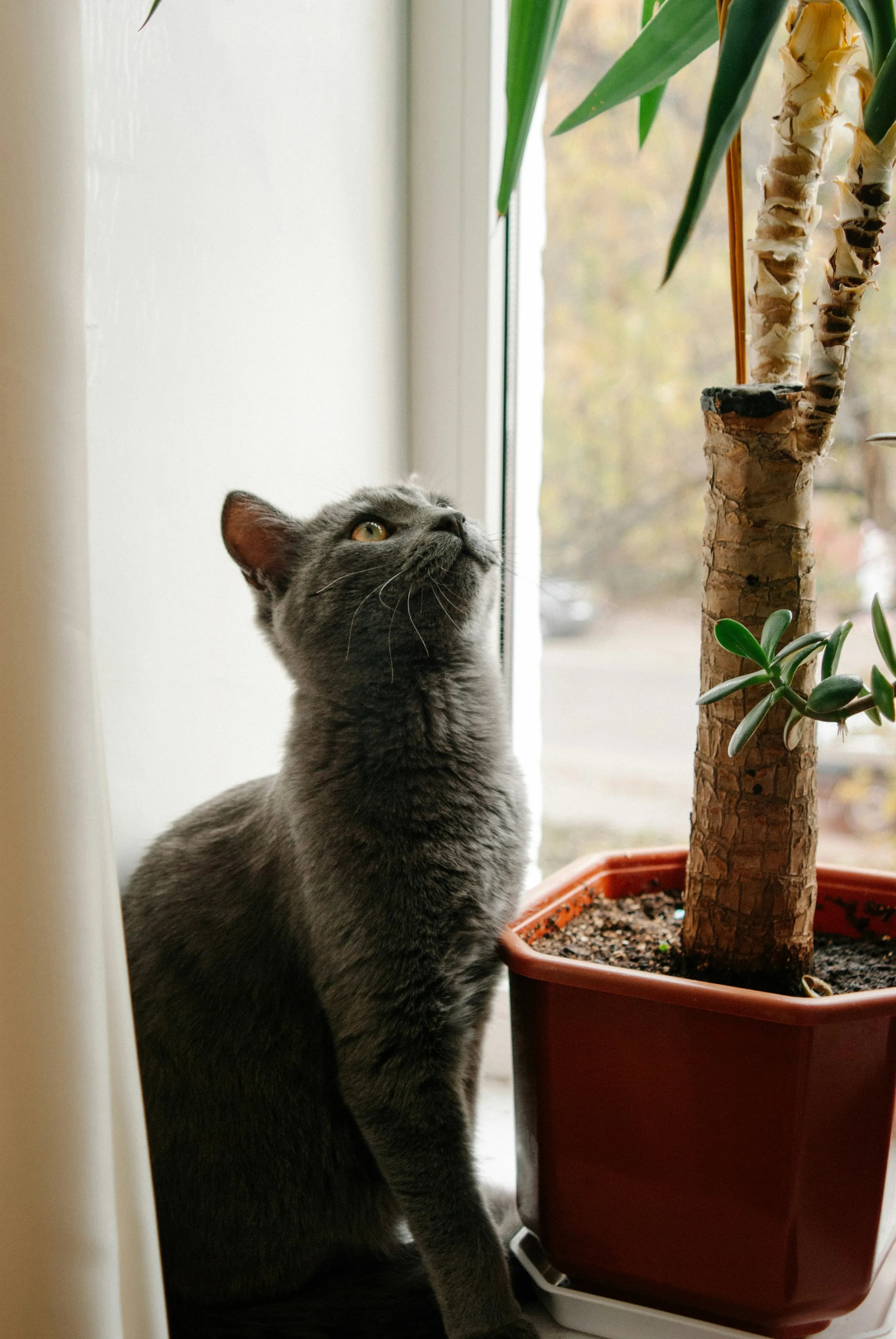 Graue Hauskatze neben Zimmerpflanze – Pflanzen für Katzen und Wohnungen