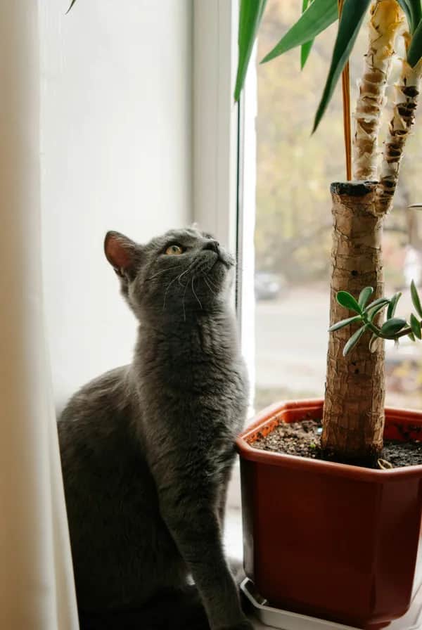 Graue Hauskatze neben Zimmerpflanze – Pflanzen für Katzen und Wohnungen