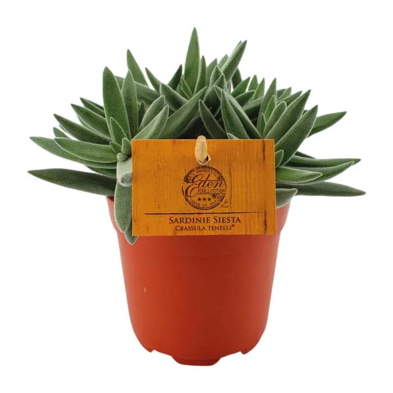 Tiny Crassula Tenelli im Topf – kleine pflegeleichte Sukkulente für Wohnungen