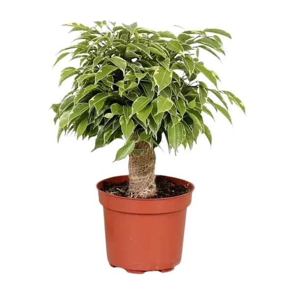 Birkenfeige Kinky (Ficus benjamina Kinky) im Topf – kompakte Zimmerpflanze mit grün-weißen Blättern