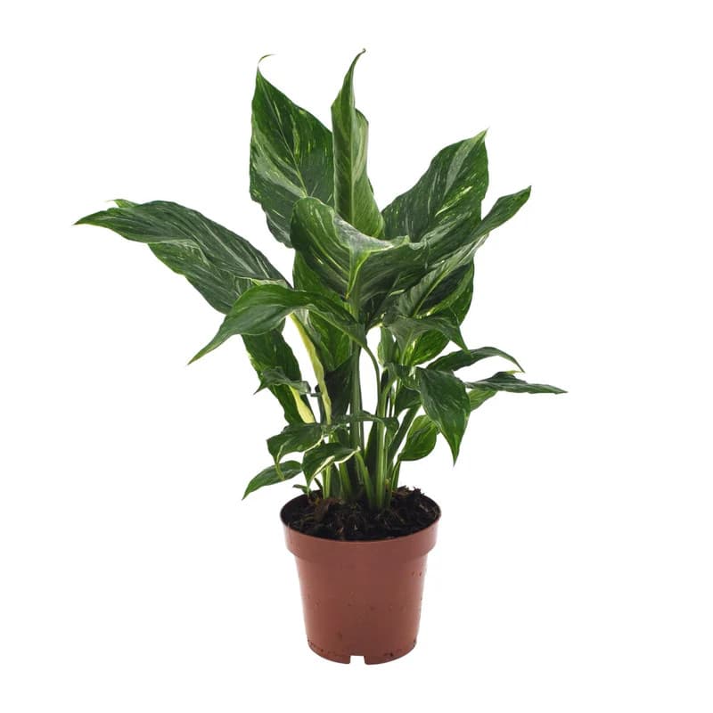 Spathiphyllum Diamond im Topf – dekorative Friedenslilie für Wohnungen