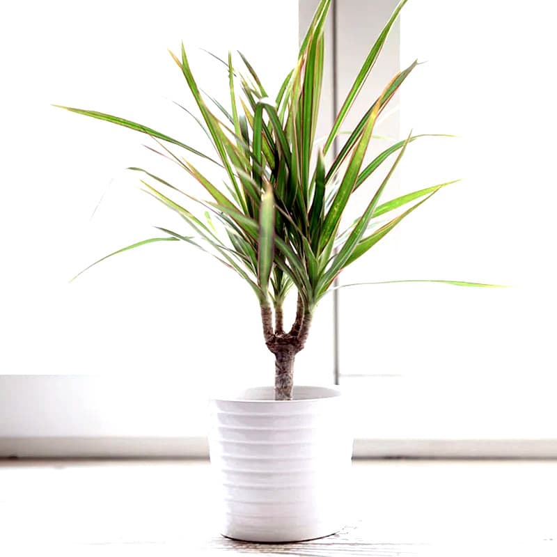 Dracaena marginata im Blumentopf – robuste Zimmerpflanze für dunklere Räume