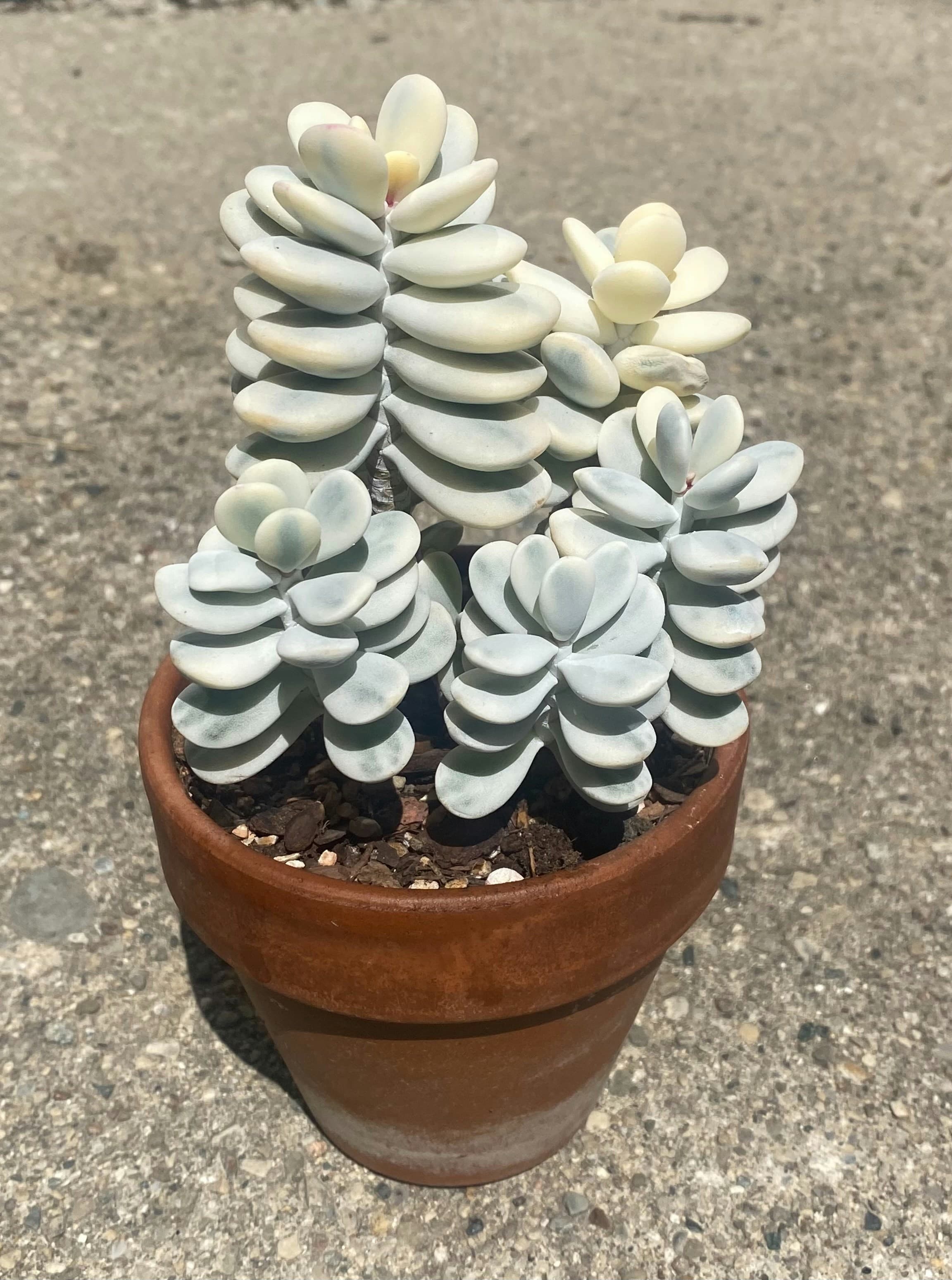 Dekorative Sukkulente im Blumentopf – kleine Zimmerpflanze für Innenräume