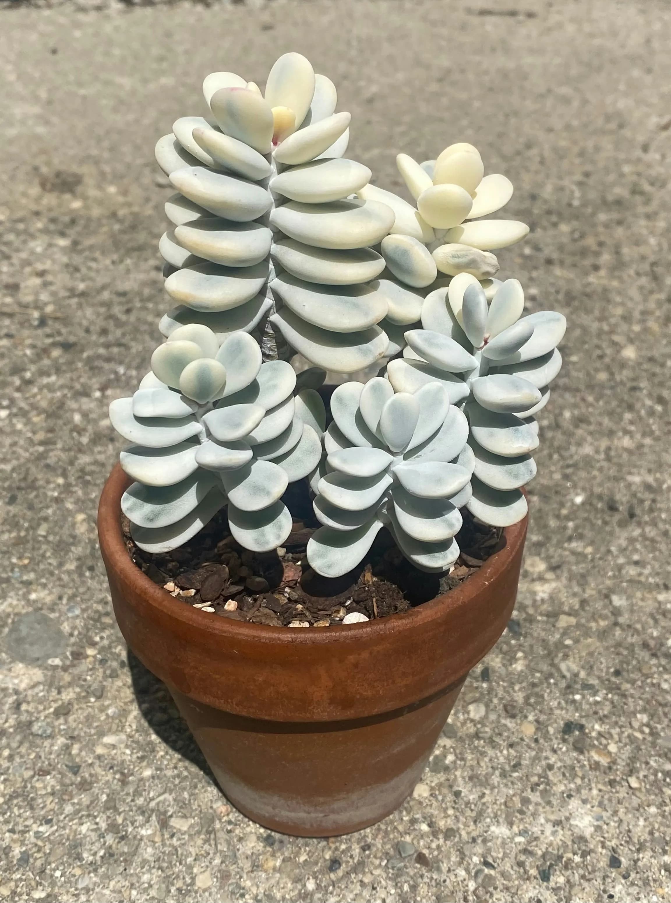 Dekorative Sukkulente im Blumentopf – kleine Zimmerpflanze für Innenräume