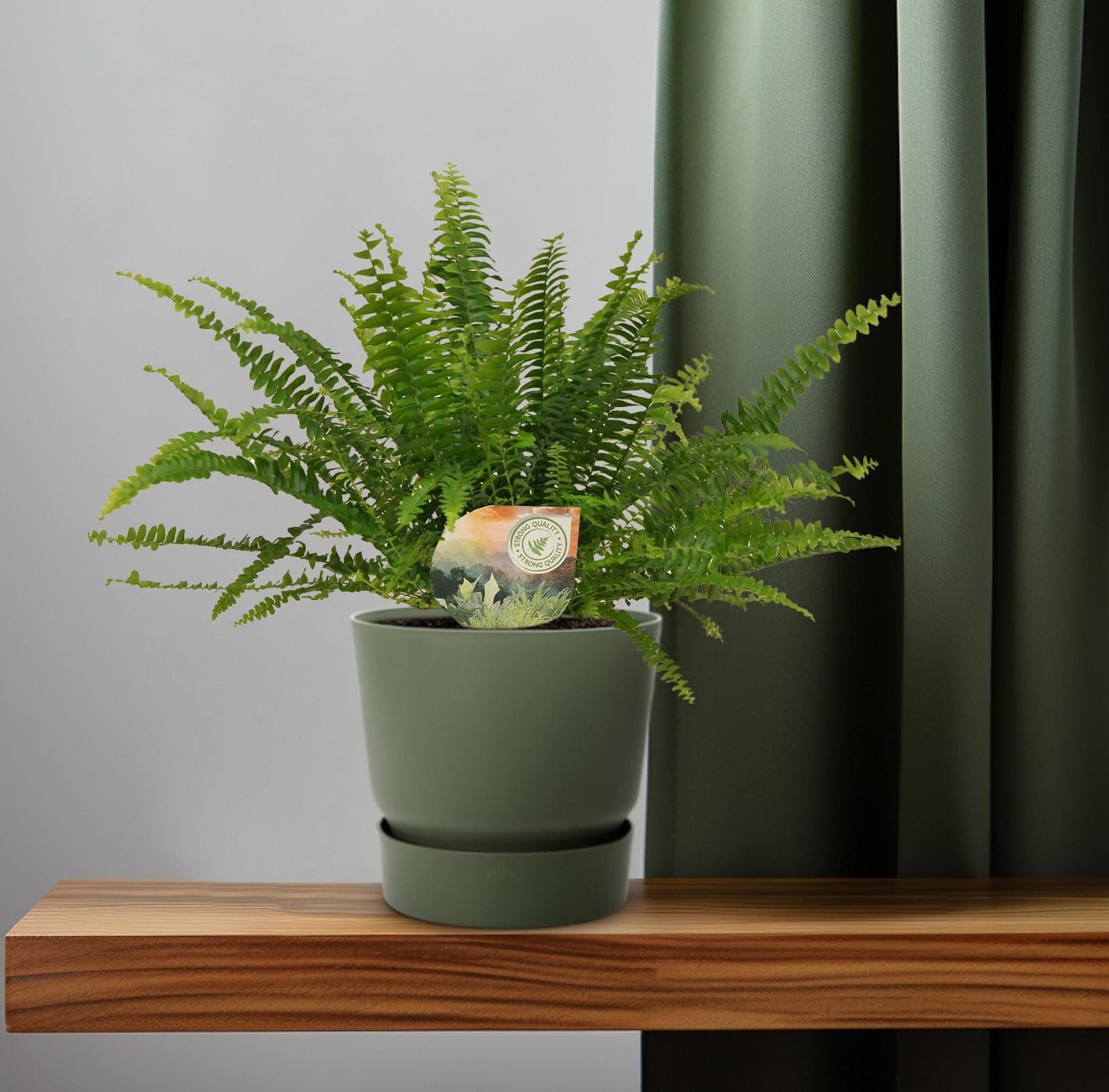 Schwertfarn Zimmerpflanze im grünen Topf auf Holzregal im Badezimmer