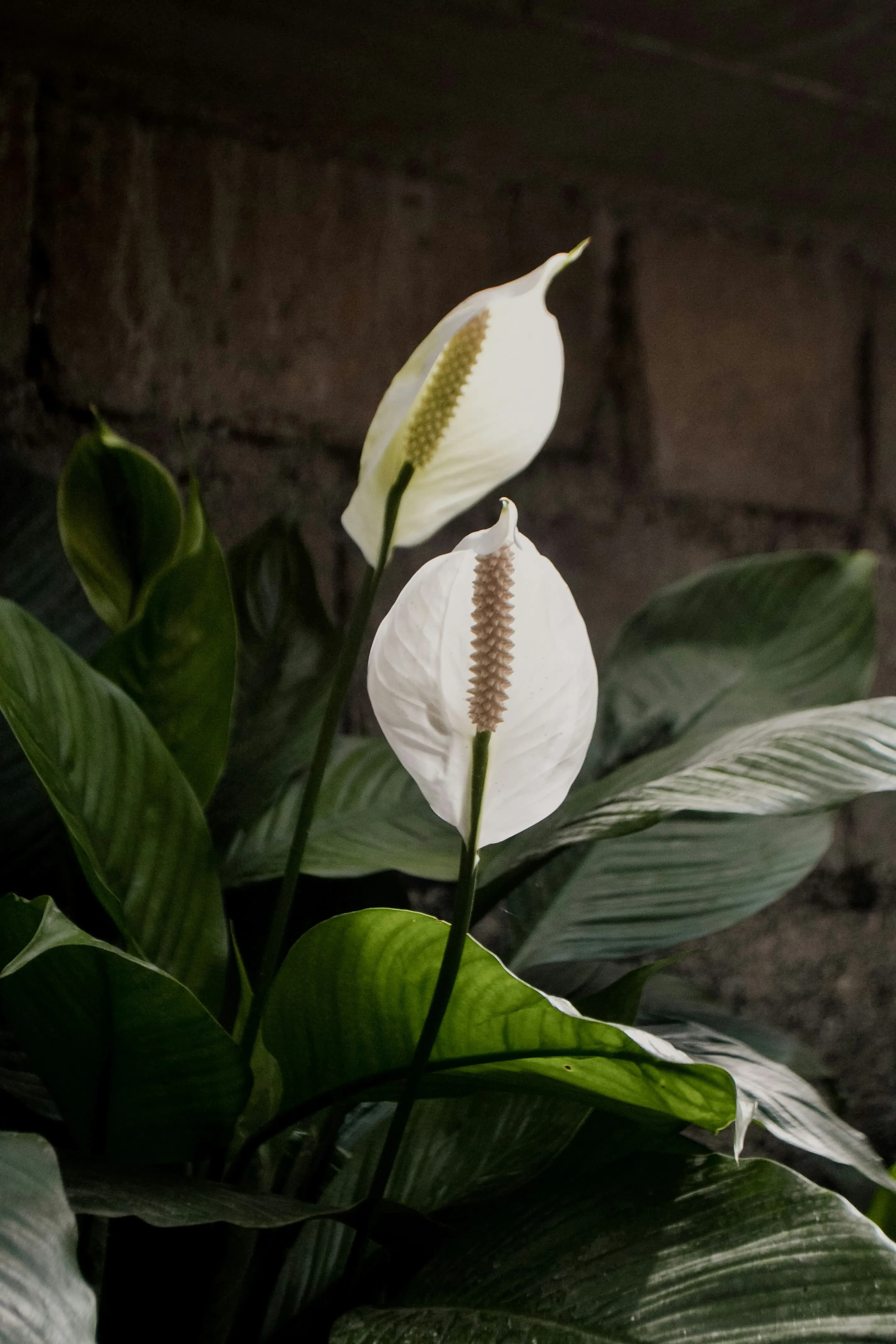 Friedenslilie Zimmerpflanze mit weißen Blüten – ideale Pflanze fürs Badezimmer