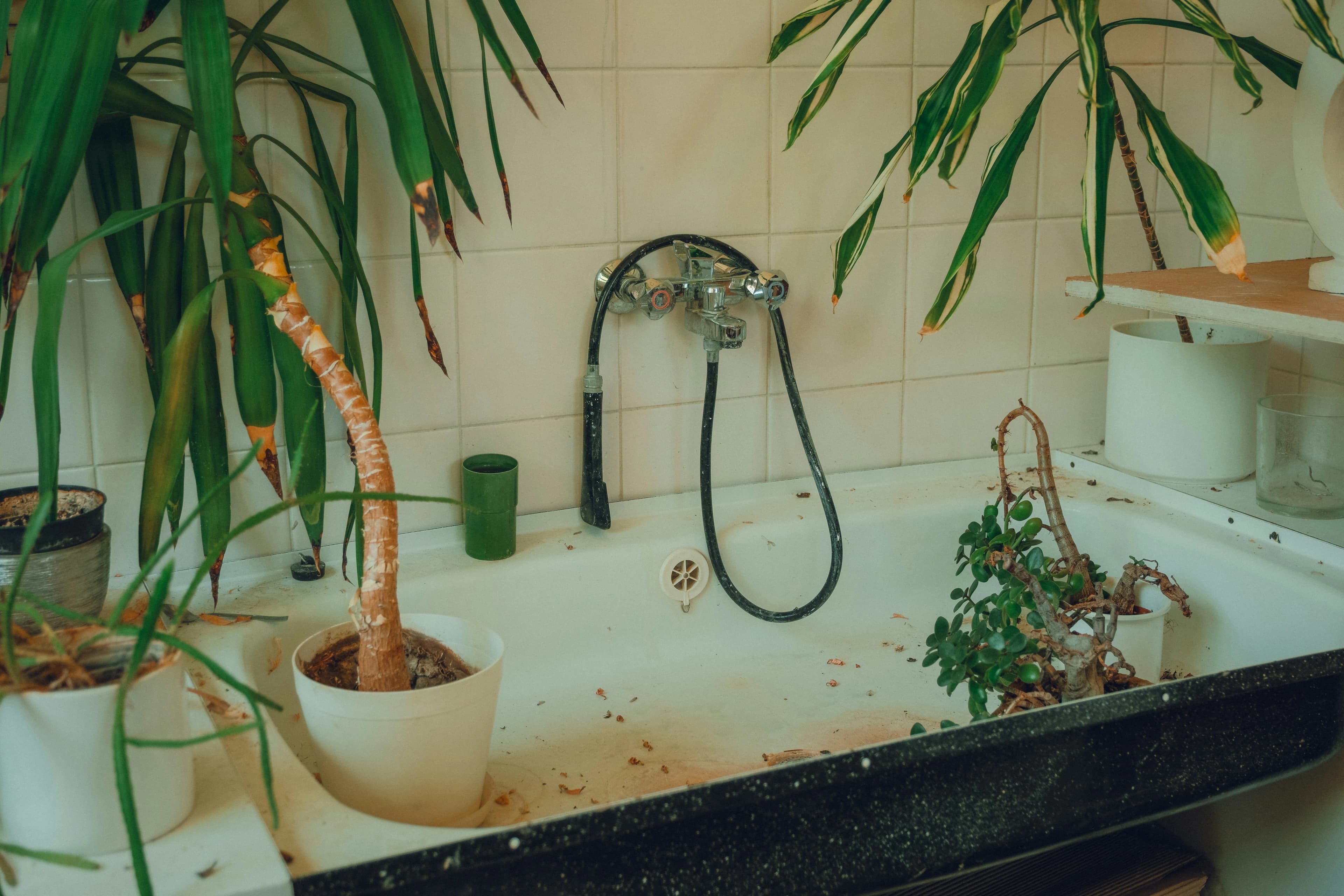 Zimmerpflanzen im Badezimmer – Pflanzen in feuchtem Raum neben Badewanne