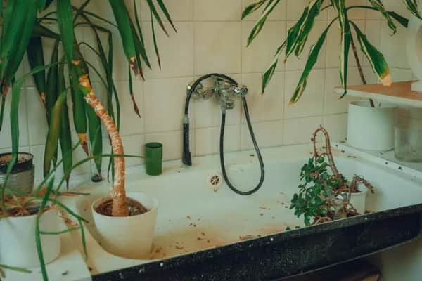 Zimmerpflanzen im Badezimmer – Pflanzen in feuchtem Raum neben Badewanne